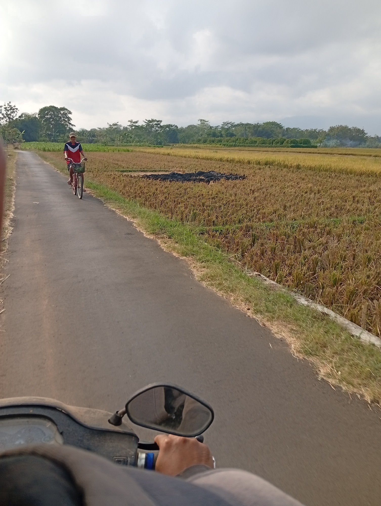 A person is riding a bicycle on a paved road through a rural landscape. The road is a dark asphalt, and it curves to the right. To the right of the road is a field of dry, golden-brown rice stalks, some of which appear to have been burned. To the left of the road, the terrain is grassy. In the background, there is a line of trees, and beyond that, a hazy mountain range under a cloudy sky. The bicyclist is wearing a red and white striped shirt and dark shorts. They are riding a red bicycle with a basket on the front. The image is taken from the perspective of someone riding a motorcycle, with the handlebars and a mirror visible in the foreground.