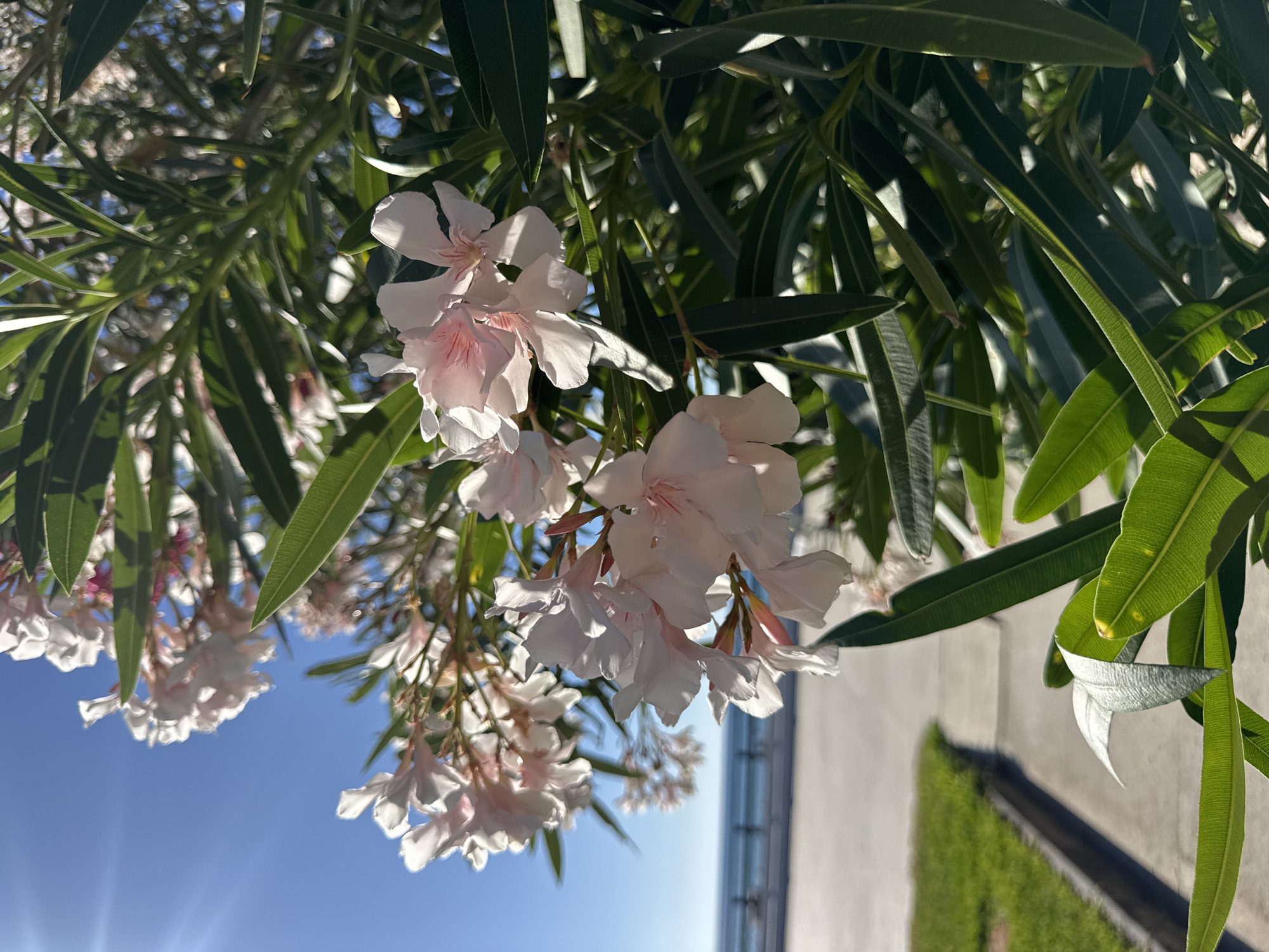 A close-up shot of pale pink Oleander flowers and deep green leaves is captured in bright sunlight. The flowers are clustered together, with some petals showing delicate pink veining. In the background, a blurred scene of a waterfront promenade can be seen, with the blue sea and a clear sky above. To the left of the promenade, a strip of green grass meets a paved walkway. The lighting suggests it is a sunny day, possibly late morning or early afternoon. This scene is located in the city of Isola delle Femmine, Italy.
