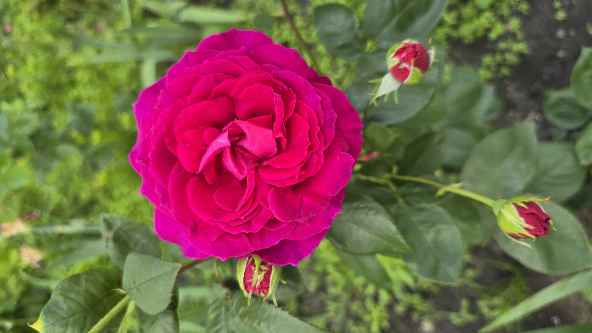 A close-up, vertical shot captures a vibrant fuchsia rose in full bloom, its many petals tightly furled at the center. The rose is surrounded by dark green leaves and several unopened rose buds, also a deep fuchsia color. The background is a blur of green foliage and dark earth, suggesting an outdoor garden setting. The image does not provide any identifiable landmarks or features to suggest a specific location within Kyiv, Ukraine. There are no people or animals present in the scene.