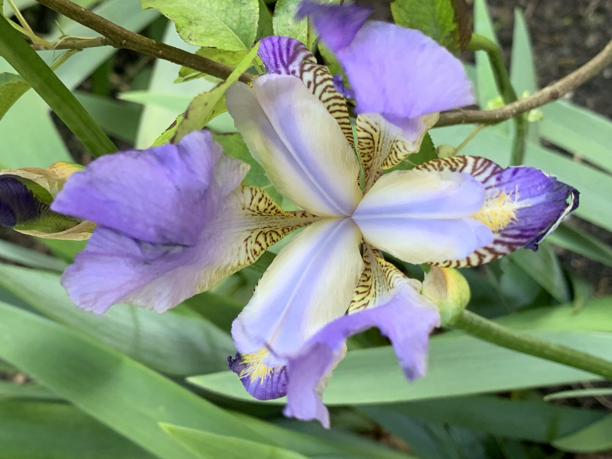 The image shows a purple and cream-colored iris flower in bloom. The flower has three prominent, downward-facing purple petals, and three upright petals with a mix of cream and purple coloring, featuring striped patterns. Yellow stamens are visible. The flower is surrounded by green leaves and stems. The specific location in the city of Stavropol, Russia cannot be determined from the visual data.