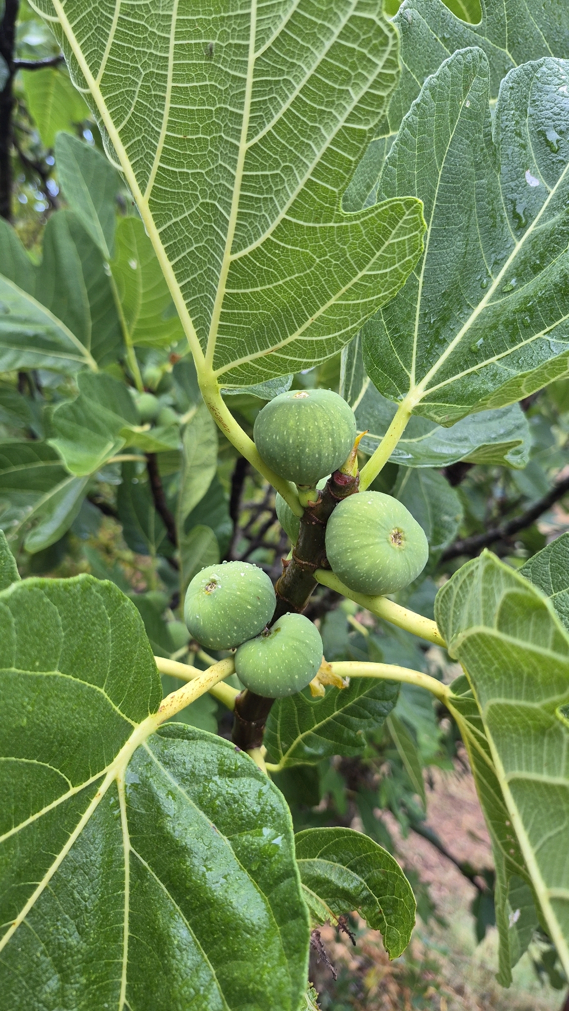 A close-up, eye-level shot focuses on several unripe green figs growing on a branch of a fig tree. The figs are round to slightly oval, with small white speckles on their surface. Some of the figs have water droplets on them. The figs are supported by a thick, woody brown branch with smaller, pale yellow stems branching off. Large, vibrant green fig leaves with prominent veining frame the figs. The leaves appear slightly wet, also with visible water droplets. The background is softly blurred, showing more green foliage and hints of brown earth or tree bark. The lighting is natural and diffused, suggesting an overcast or shady day. The scene is located in the city of Unknown, Unknown.