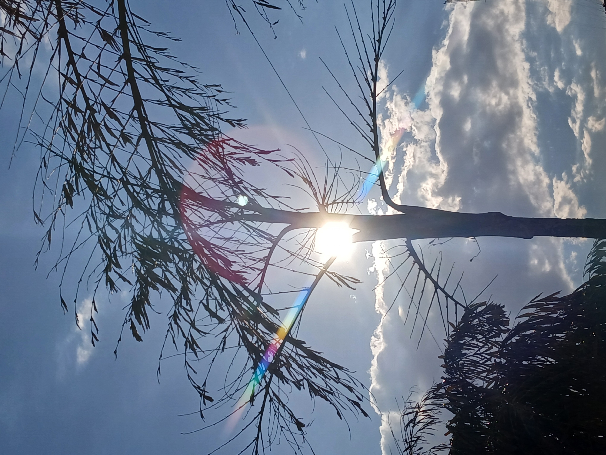 The image presents a serene outdoor scene, looking upwards towards a bright sky through the silhouetted branches of a tree, likely taken in Ciudad Guayana, Venezuela. The primary subjects are the tree, the sun, and clouds.
The sun is a powerful, bright light source positioned towards the center-right of the frame, partially hidden by the tree's trunk and branches. This backlighting effect creates stark silhouettes of the tree's intricate network of branches and leaves against the vibrant sky. A distinct, colorful lens flare, showcasing a rainbow spectrum, originates from the sun and extends across various branches, adding an artistic element to the photograph.
The sky is a clear, light blue, with numerous fluffy white and grey clouds scattered across the right half of the frame, illuminated by the sun. The tree's branches are delicate and appear to have slender, elongated leaves, characteristic of a willow or similar species. The overall impression is one of natural beauty, focusing on the interplay of light and shadow.
No human subjects or specific activities are depicted. The time of day appears to be sunny daylight, possibly late morning or early afternoon, given the sun's position. The weather is clear with some cloud cover. There are no visible texts in the image.