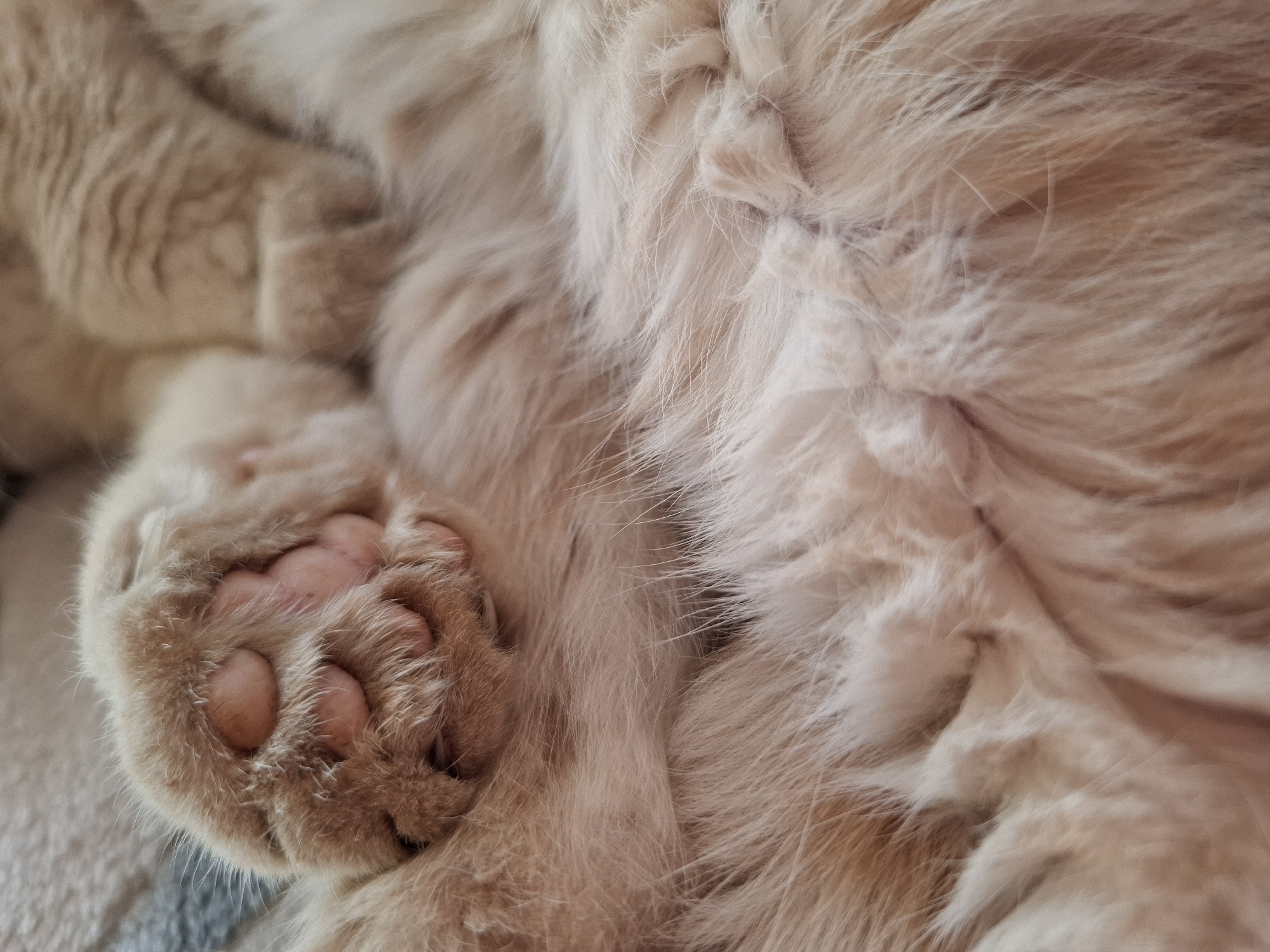 The image shows a close-up of a light-colored cat sleeping. The focus is on the cat's paw, with its pink paw pads visible. The surrounding fur is fluffy and cream-colored. The background is slightly blurred but appears to be a textured surface, possibly a blanket or bedding. There is no indication of the city of Амзя, Russia in the provided image.