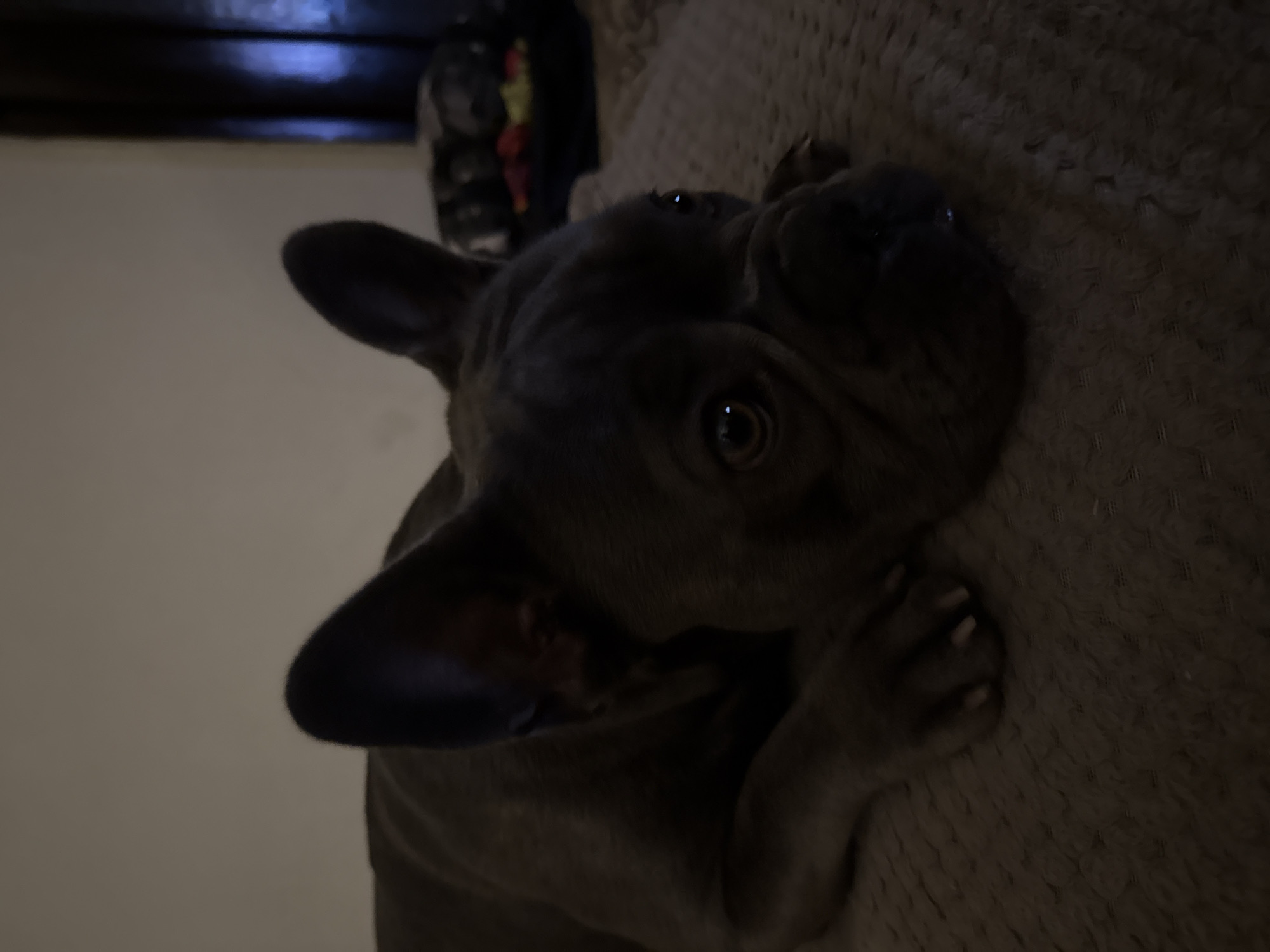 A medium shot shows a gray French Bulldog resting on a textured surface. The dog's head is prominently visible, with one large, slightly folded ear on the left side of the frame. One of the dog's paws is visible near its face. The background is out of focus, suggesting a soft or plush material. The environment appears to be indoors. There are no people visible in the image. There is no indication of this being located in Sofia, Bulgaria.