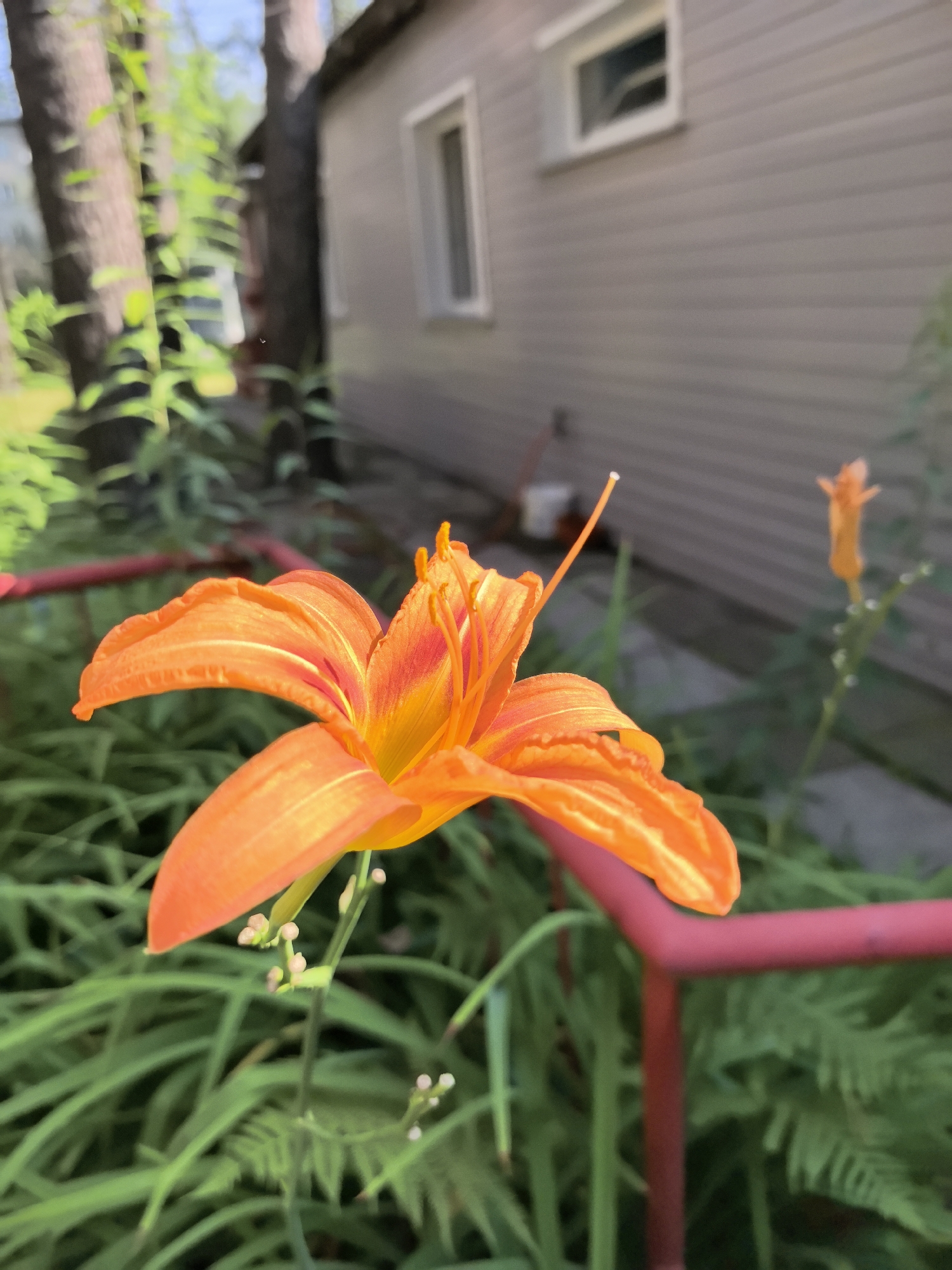 A close-up, eye-level, outdoor, daylight shot features a vibrant orange lily in the foreground, its petals unfurling. The lily is positioned to the left of the frame, with its stamens and pistil clearly visible. Behind the lily, a blurred background reveals lush green foliage, including long, blade-like leaves and delicate fern fronds. A thin, reddish-pink metal fence or railing runs horizontally through the middle ground, partially obscuring the greenery. Further in the background, a light-colored, horizontal-sided building with a rectangular window is visible, suggesting a residential or utility structure. The building's siding is a muted grey-brown. To the far right, a smaller, unopened orange bud on a green stem stands out against the building. The overall lighting suggests a sunny day. The scene is not specifically identifiable as being in Novosibirsk, Russia, based on the visual information provided.