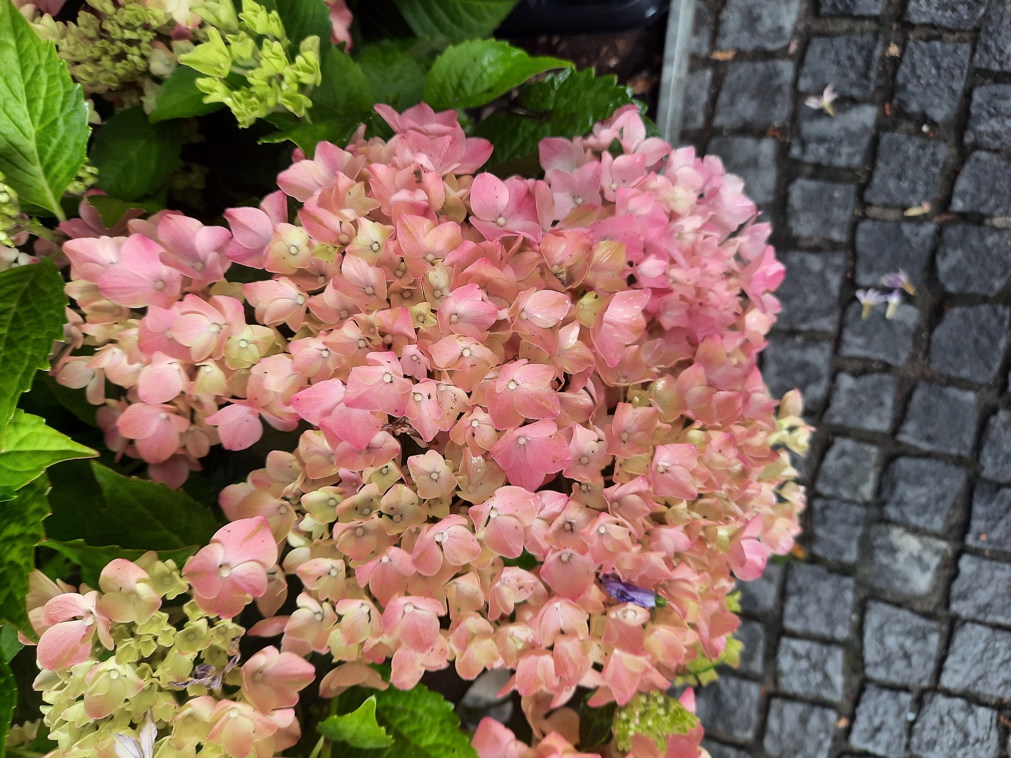 The image shows a close-up view of a cluster of pink and light green hydrangea flowers, with dark green leaves in the background. The flowers are in full bloom and appear slightly damp, suggesting recent rain or watering. Below the flowers, a cobblestone pavement is visible, also appearing wet. The scene is likely outdoors, possibly in a garden or along a street in Rosenheim, Germany, given the context of the request. There are no people or animals in the image.