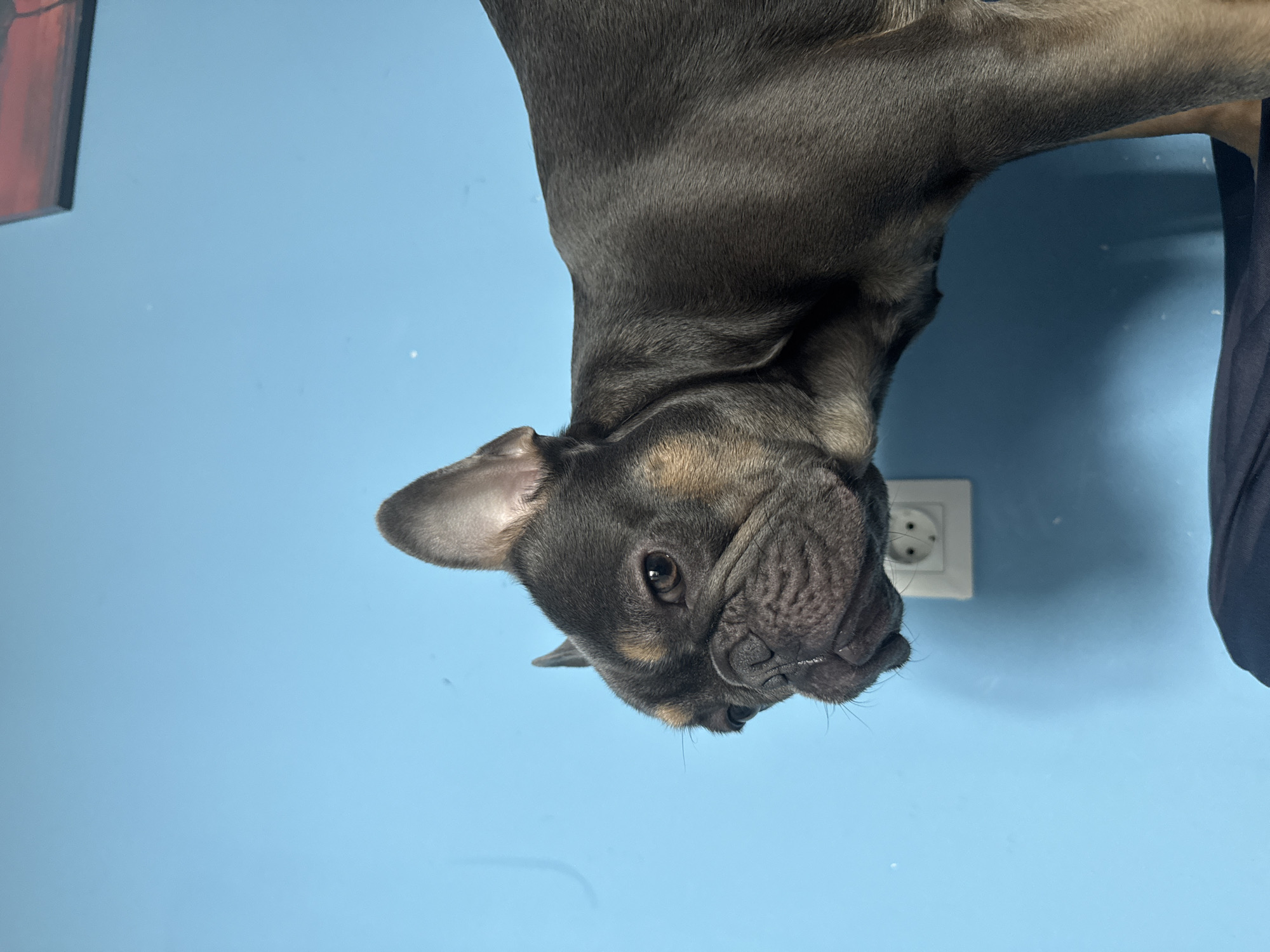 A close-up, upside-down shot features a French Bulldog against a light blue wall. An electrical outlet is visible to the right of the dog's face. A dark garment is partially visible in the right of the shot. The location is Burgas, Bulgaria.
