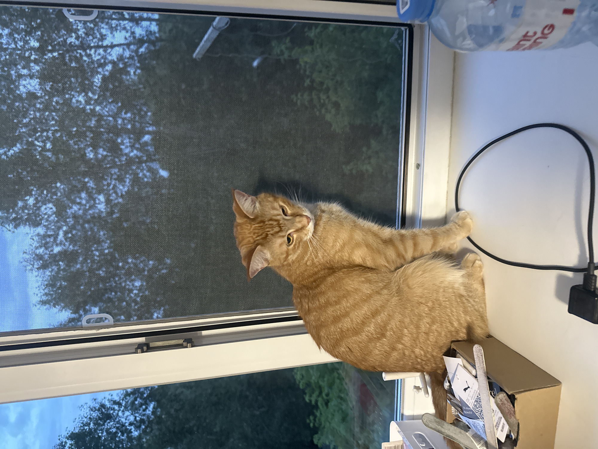 An orange tabby cat is sitting on a white windowsill in front of a window with a screen. The cat is facing to the right and looking down. Outside the window, trees are visible against a blue sky with some clouds. On the windowsill, to the left of the cat, is a small cardboard box filled with various items, including what appear to be nail files and tags. To the right of the cat, there is a black cable and a partially visible plastic bottle of water. The overall scene suggests an indoor setting with a view of nature.