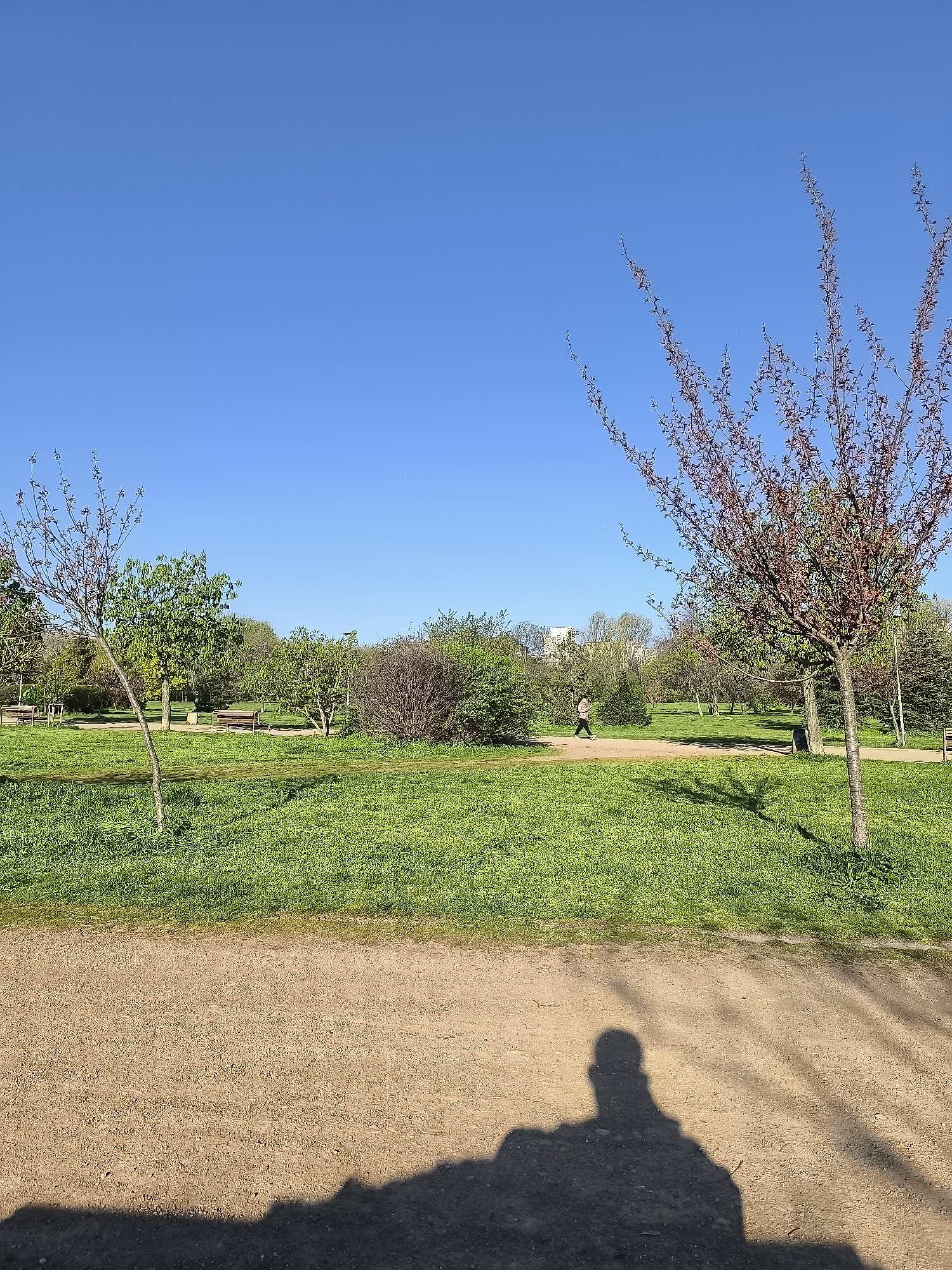 The image shows a park scene in Sofia, Bulgaria on a sunny day. The sky is clear blue. In the foreground is a sandy path with a prominent shadow of a person taking the photo. Beyond the path is a grassy area with scattered trees and bushes. A figure is walking on a path in the distance, between the grass and the trees. There are benches visible among the trees. Two trees are visible in the foreground: the one on the left is thin and the one on the right has reddish branches and sparse leaves. The park appears to be well-maintained.