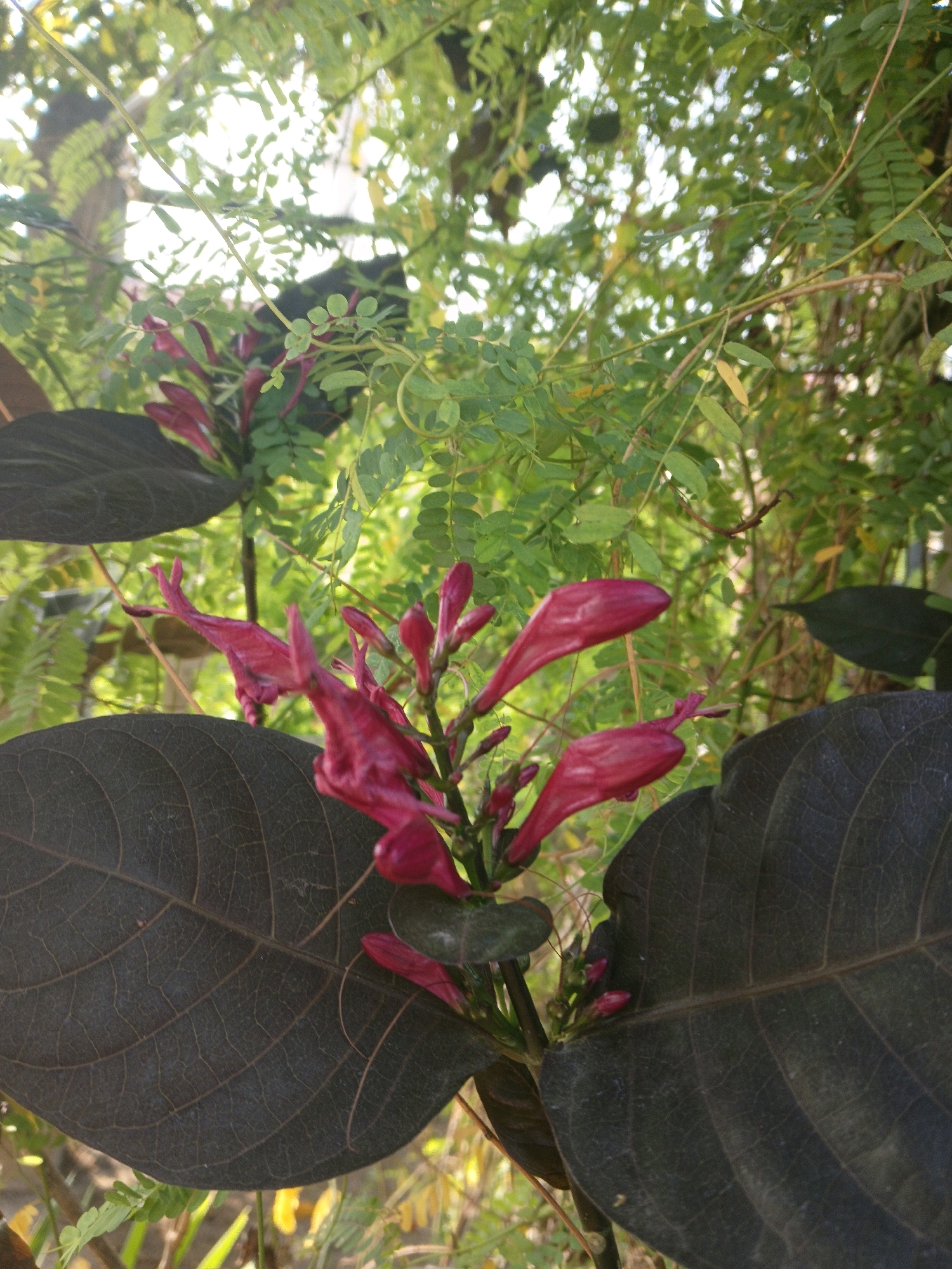 A close-up, low-angle shot captures a flowering plant with vibrant pink tubular blossoms and dark, velvety leaves. The plant is situated outdoors amidst lush green foliage, with sunlight filtering through the leaves, creating a bright and airy atmosphere. The background consists of blurred greenery, suggesting a garden or natural setting. The image appears to have been taken in Sleman, Indonesia, likely a residential area given the presence of a garden. There are no people or animals visible in the image. The focus is entirely on the intricate details of the plant's flora and foliage.