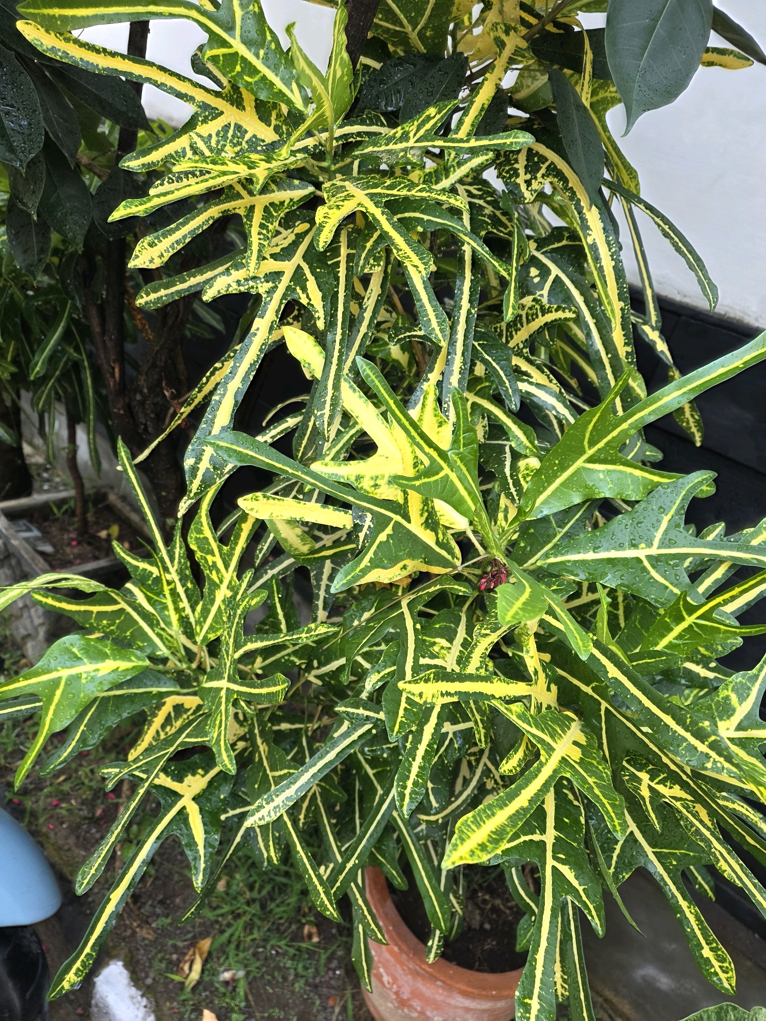 A potted croton plant with variegated green and yellow leaves is shown outdoors in Bojongsoang, Indonesia. The plant is in a terracotta pot and appears wet, suggesting recent rain or watering. The background includes a white wall and some dark foliage. There are no people or animals visible in the image.