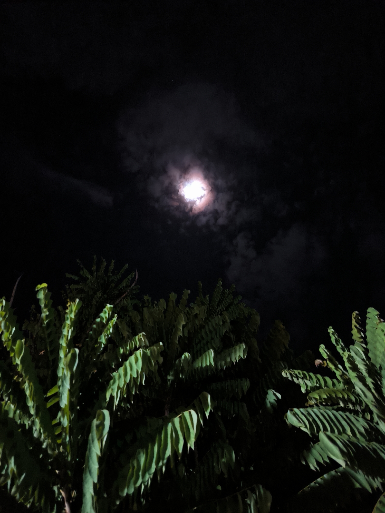 The image shows a night scene in Lhokseumawe, Indonesia. The moon is visible through a layer of clouds in the upper center of the frame. Below the moon, green foliage, likely trees or large bushes, fills the lower portion of the image. The overall impression is one of darkness, with the moon providing the primary light source.