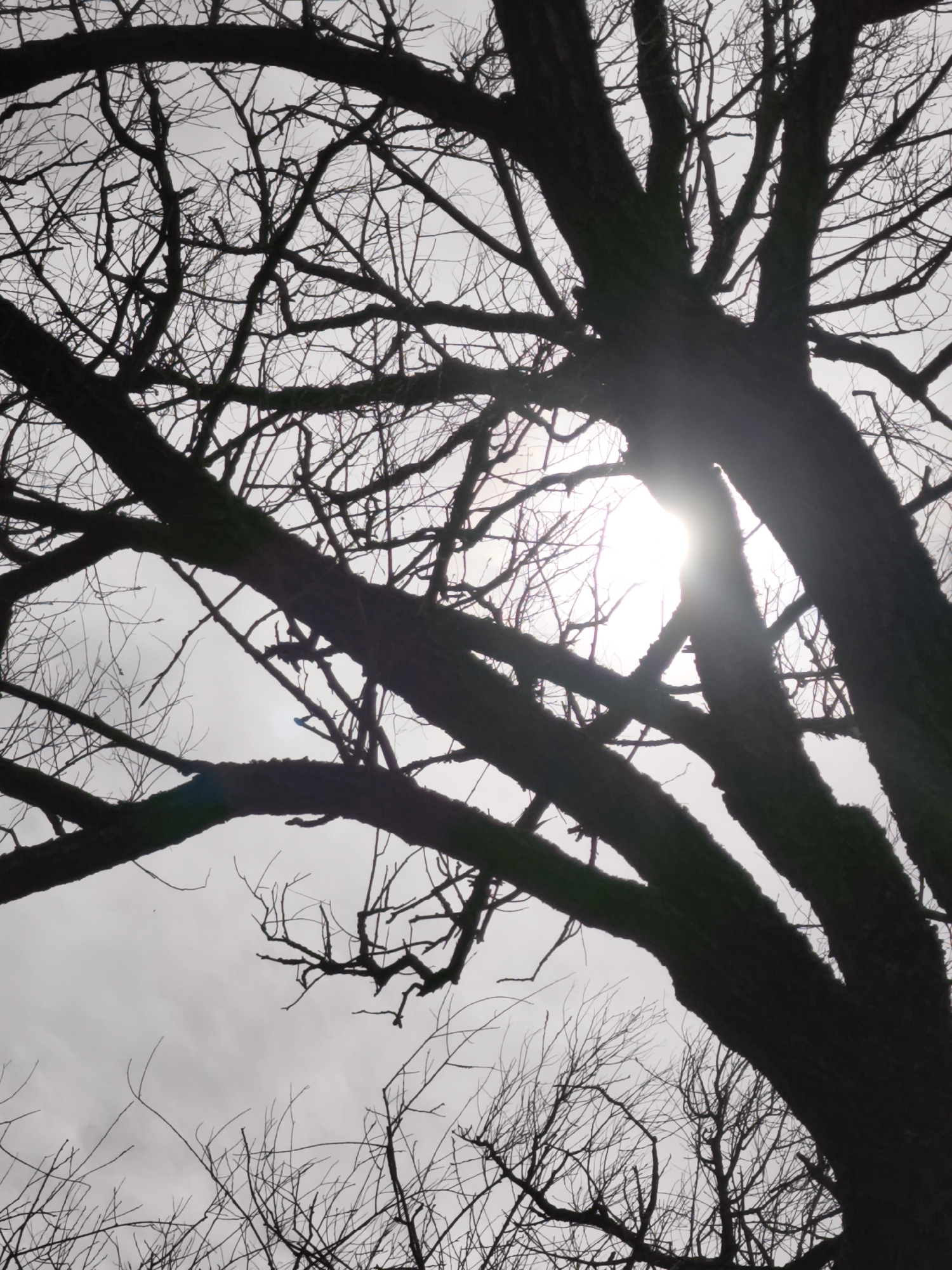The image shows a low-angle view of bare tree branches silhouetted against a bright, cloudy sky, with the sun partially obscured by the branches. The location, Орлиновский округ, Ukraine, cannot be confirmed from the image content alone. There are no people, other subjects, objects, actions, or interactions visible in the image besides the natural environment elements of the tree and sky.