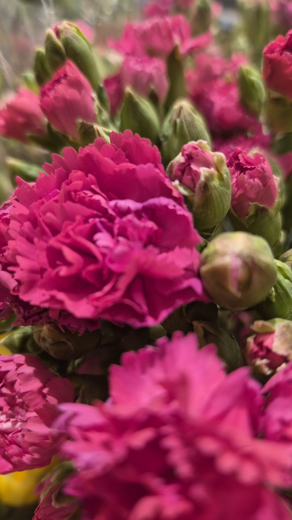 The image displays a close-up, vertical composition of a cluster of bright pink carnations. The flowers are in various stages of bloom, with some fully open and others still as buds. The petals are ruffled and detailed, showcasing the vibrant hue of the blooms. Green sepals and stems are visible, providing a contrast to the pink flowers. The background is softly blurred, suggesting a shallow depth of field and focusing attention on the carnations. The overall impression is one of natural beauty and floral abundance. The image does not contain any discernible features that would allow for the identification of its location within the city of Līvāni, Latvia, or any specific environmental context beyond that of a floral arrangement.