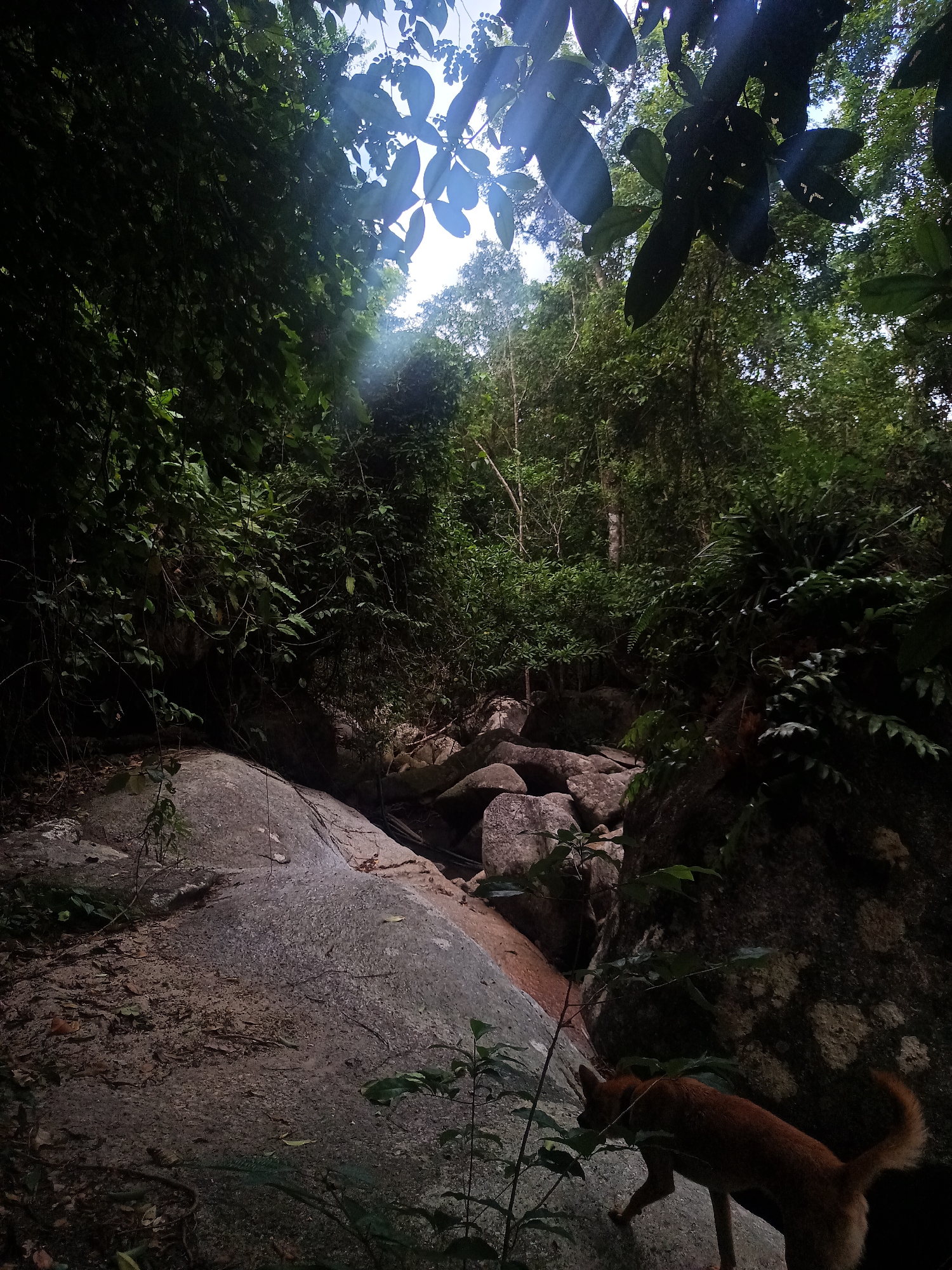 The image depicts a forested area in Baan Thong Nang, Thailand. The foreground is dominated by a large, sloping rock surface covered in leaf litter. In the lower right corner, a medium-sized, tan-colored dog is partially visible, walking towards the left. Beyond the rock, a gully or stream bed is visible, filled with boulders and shadowed by dense foliage. Sunlight filters through the canopy overhead, illuminating a small patch of the sky. The overall environment is lush and natural, with a variety of trees, vines, and plants.
