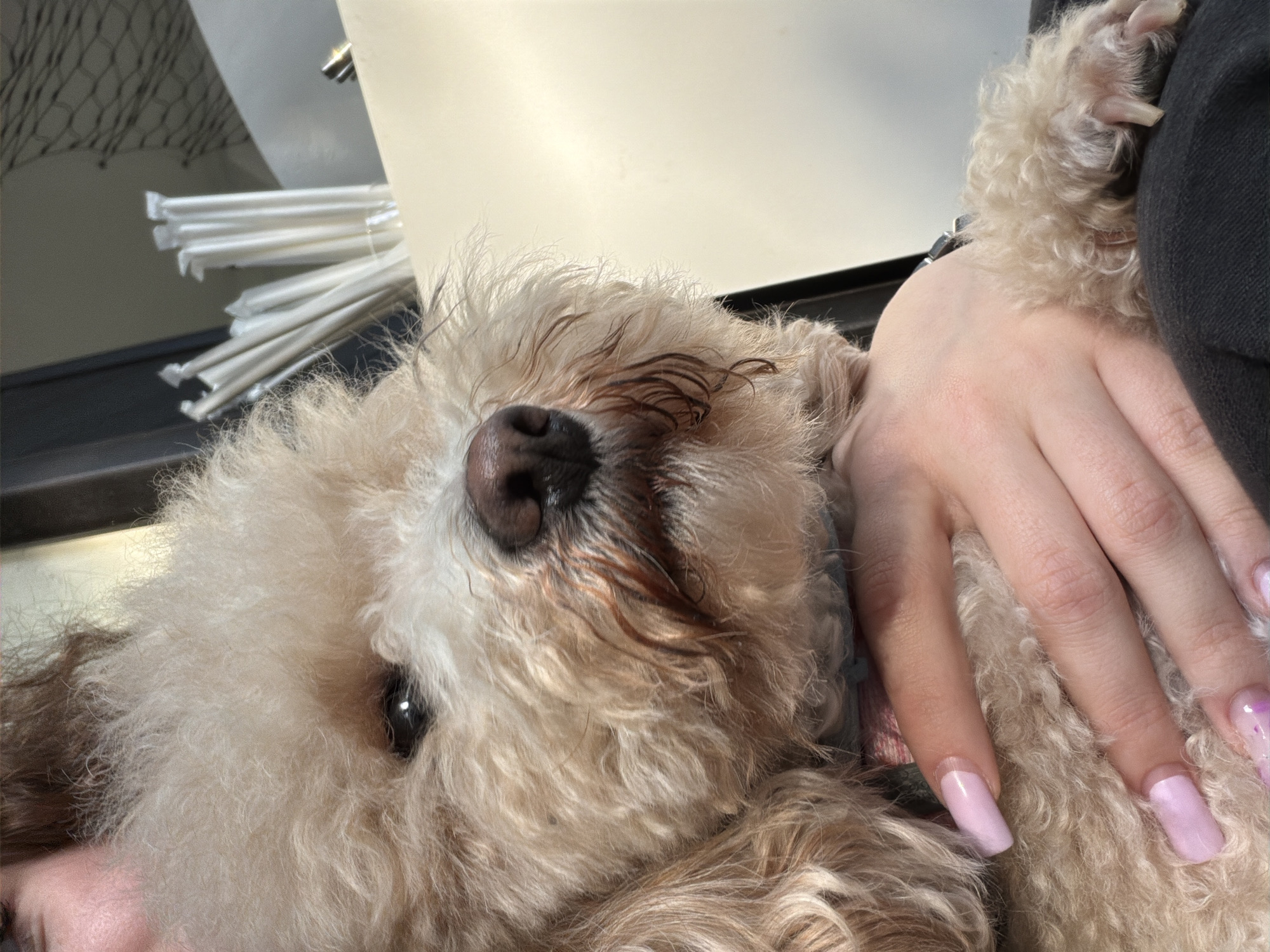 A close-up, slightly angled shot shows a light-brown poodle nestled against a person. The dog's face, with its black nose and partially visible eye, is prominent. A hand with long, pink-painted nails rests on the dog's fur. In the background, a stack of individually wrapped straws is visible. The location is unknown, and there is no indication the picture was taken in Varna, Bulgaria.