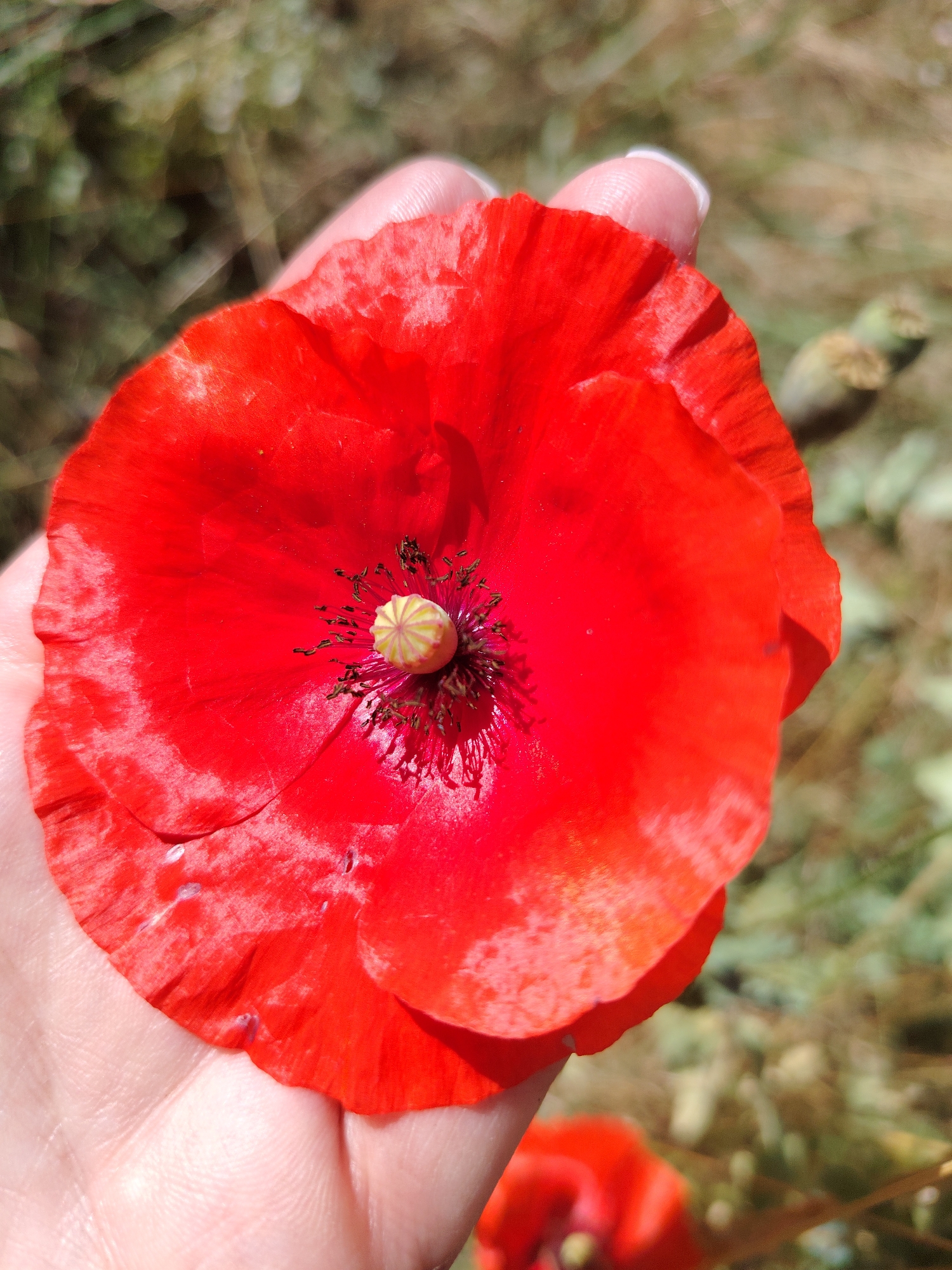 In a close-up shot taken in Hostomel, Ukraine, a hand gently cradles a vibrant red poppy flower. The poppy's delicate petals, tinged with white at the edges, are illuminated by natural light, highlighting their delicate texture. The flower's center features a cluster of dark stamens surrounding a pale green pistil. The background is a soft blur of green foliage and dried grass, suggesting an outdoor setting in a natural or semi-natural environment. The hand, with its well-maintained fingernails, is positioned beneath the flower, supporting it. The image captures a moment of appreciation for nature's beauty amidst the backdrop of Hostomel.