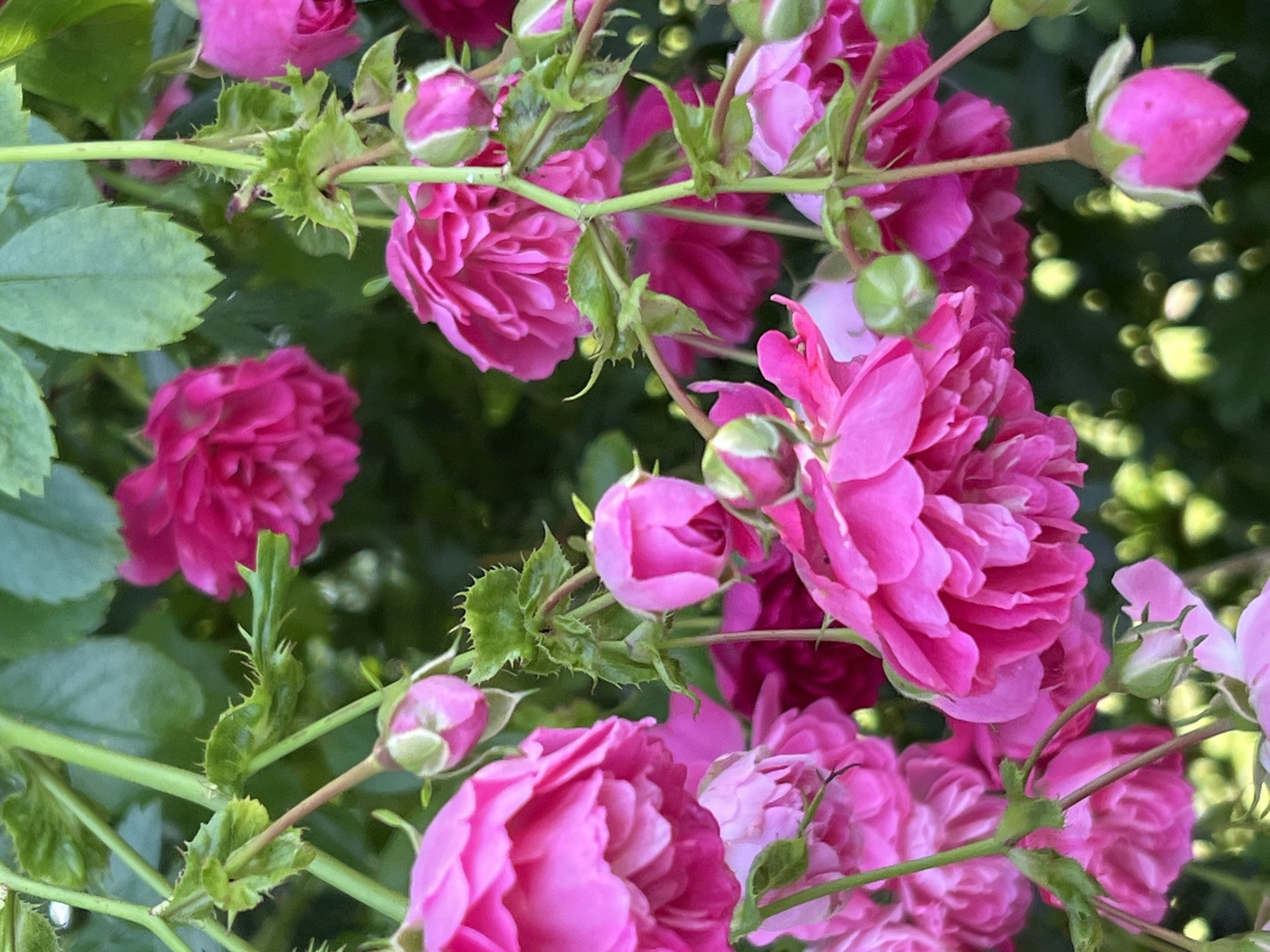This is a close-up, vertical, eye-level, natural light photograph of several bright pink roses and rosebuds on a bush. The roses are in varying stages of bloom, with some fully open and others tightly closed buds. The petals are ruffled and layered, creating a delicate texture. The stems and leaves are a vibrant green, with small thorns visible on the stems. The background is a blur of darker green foliage and out-of-focus, bright yellow-green shapes, suggesting a sunny day. The image captures the lushness of a garden in bloom. The location is Mountcharles, Ireland.