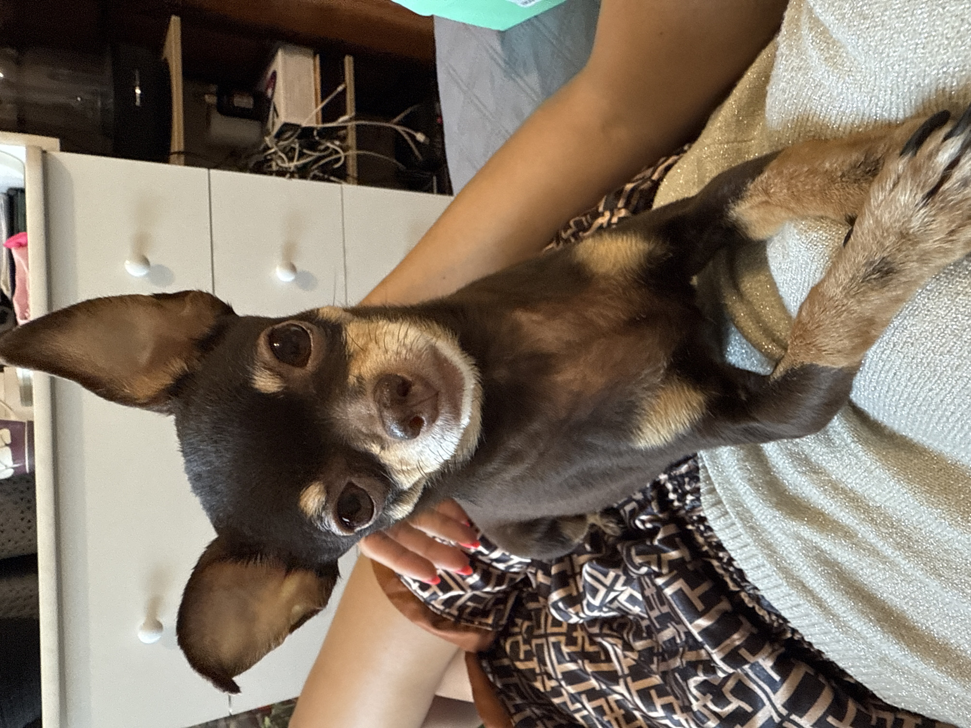 This is a vertical, close-up, medium shot of a small, dark brown and tan Chihuahua mix dog being held by its owner. The dog is lying on its back, with its head tilted upwards towards the camera. Its large, expressive eyes are looking directly at the viewer, and its ears are perked up. The dog's fur is short and smooth, with tan markings on its face and chest.
The dog is being held by a person whose arms and lap are visible. The person is wearing a shimmering, light-colored top and a dark patterned skirt or dress. The owner's hand, with bright red nail polish, is visible near the dog's face, gently stroking its muzzle. The background is somewhat blurred but appears to be an indoor setting. A white drawer unit with round knobs is visible to the left, and dark shelves with various objects, including wires and boxes, are present in the upper background. A corner of a light green object is also visible in the upper right.
The lighting suggests it could be daytime, possibly indoors with artificial light. The overall mood is affectionate and intimate, with the dog appearing comfortable and relaxed in its owner's arms. There is no visible text in the image. The provided location context is Kyiv, Ukraine.