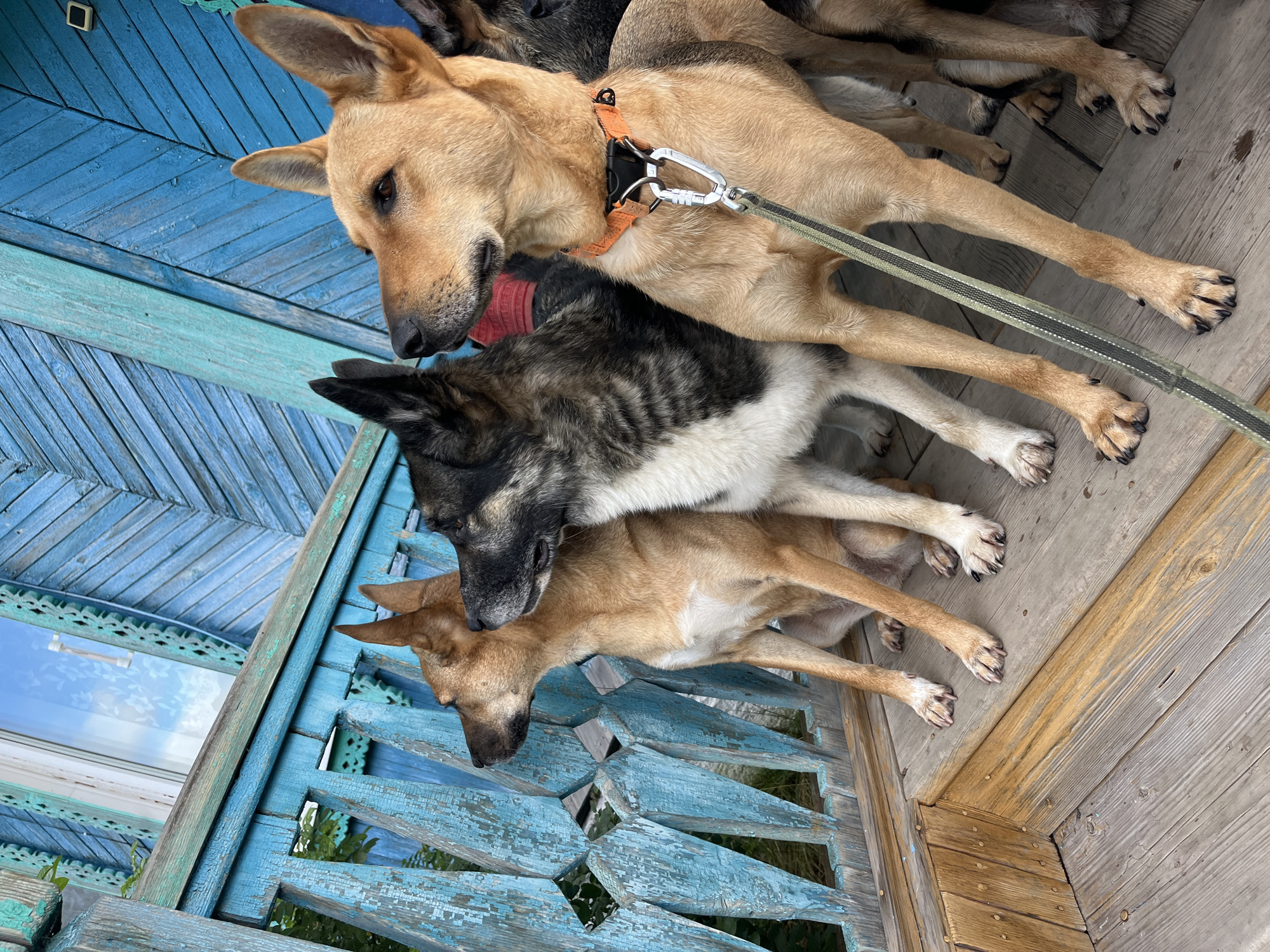 Four dogs are sitting on a wooden porch in front of a blue wooden house with decorative trim. The dogs appear to be of various breeds, with tan, black, and white markings. The dog in the foreground is tan with an orange collar and a leash. The porch is made of weathered wooden planks. The background shows a section of the blue house, including a window with white trim and a view of green foliage. The scene is likely a residential area in Nizhny Tagil, Russia, given the architectural style.