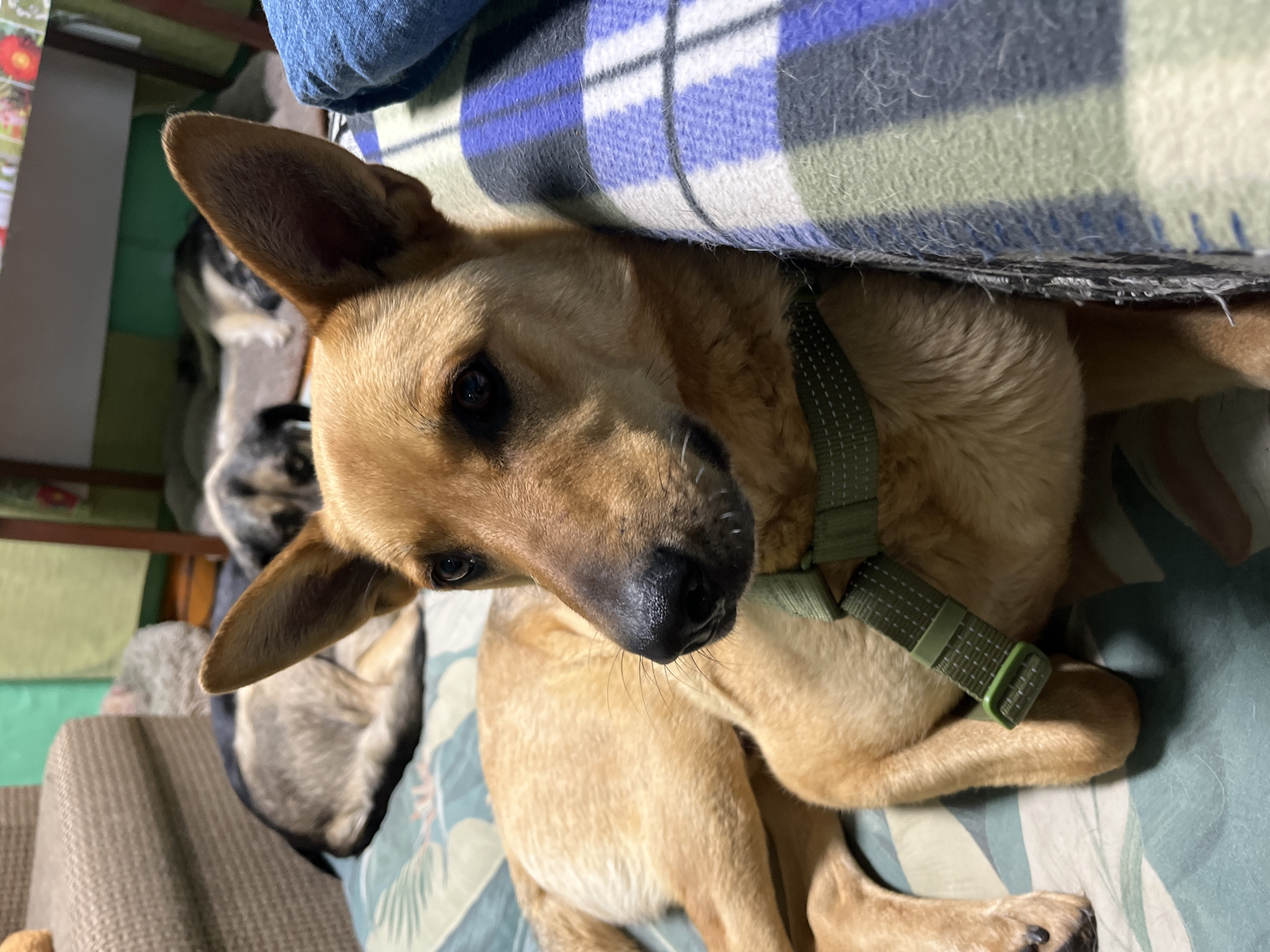 A medium shot captures a tan dog with erect ears and dark eyes lying on a patterned mattress. The dog wears a green harness. To the right, a blue and white plaid blanket is draped over the edge of the mattress. In the background, two other dogs are visible, one lying on its side and the other with its head visible. The environment appears to be indoors, possibly a living room or bedroom. There is no information in the image that places this scene in Nizhny Tagil, Russia.