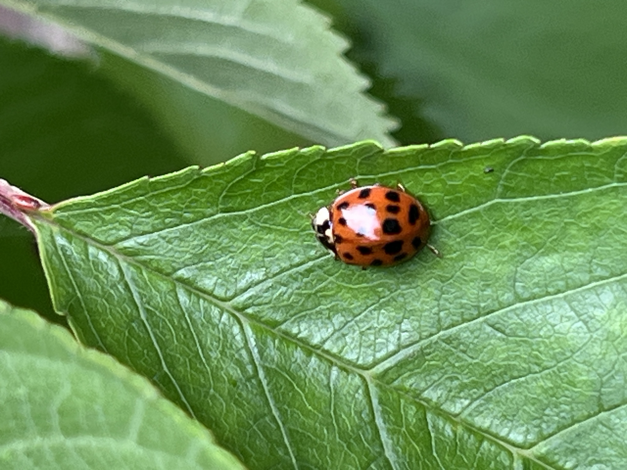 A close-up photograph depicts a ladybug, featuring an orange-red body with multiple distinct black spots and a black head region with white markings, positioned centrally on a vivid green leaf. The leaf displays pronounced venation and a slightly irregular, possibly serrated, edge. Natural light illuminates the scene, casting subtle highlights on the leaf and the insect's shell. The background is composed of blurred green foliage, indicating an outdoor setting. No individuals or man-made objects are visible. This scene is situated in the city of Mshanets, Ukraine.