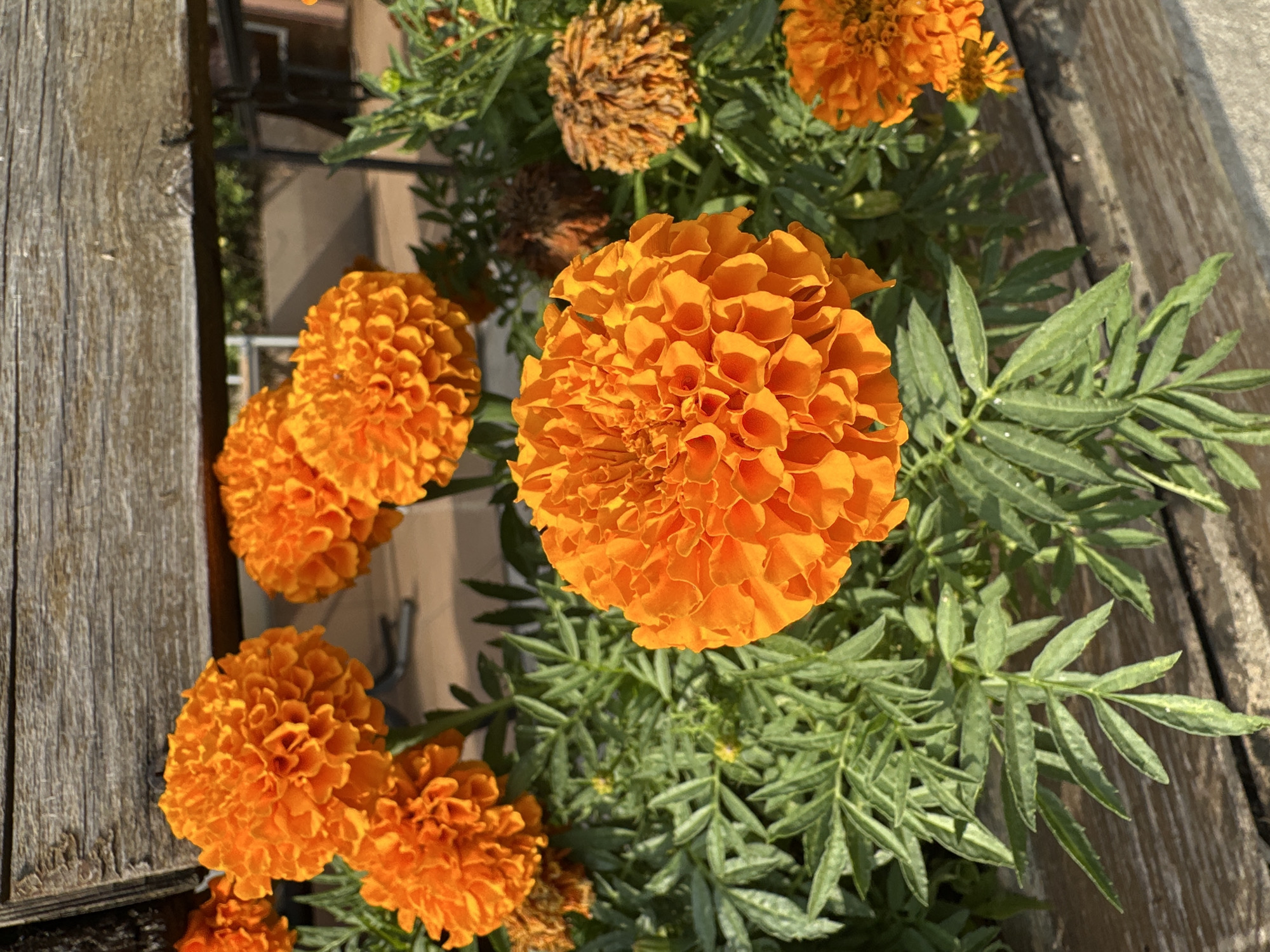 An outdoor, close-up, eye-level shot features several vibrant orange marigolds in bloom, with some faded flowers interspersed. The marigolds are densely packed with ruffled petals and are surrounded by lush green foliage. A weathered, wooden surface occupies the upper and lower portions of the frame, suggesting a rustic setting like a garden planter or railing. The background is blurred, hinting at a paved area and further greenery, indicative of a park or garden in Sochi, Russia. The lighting suggests a sunny day. There are no people visible in the image.