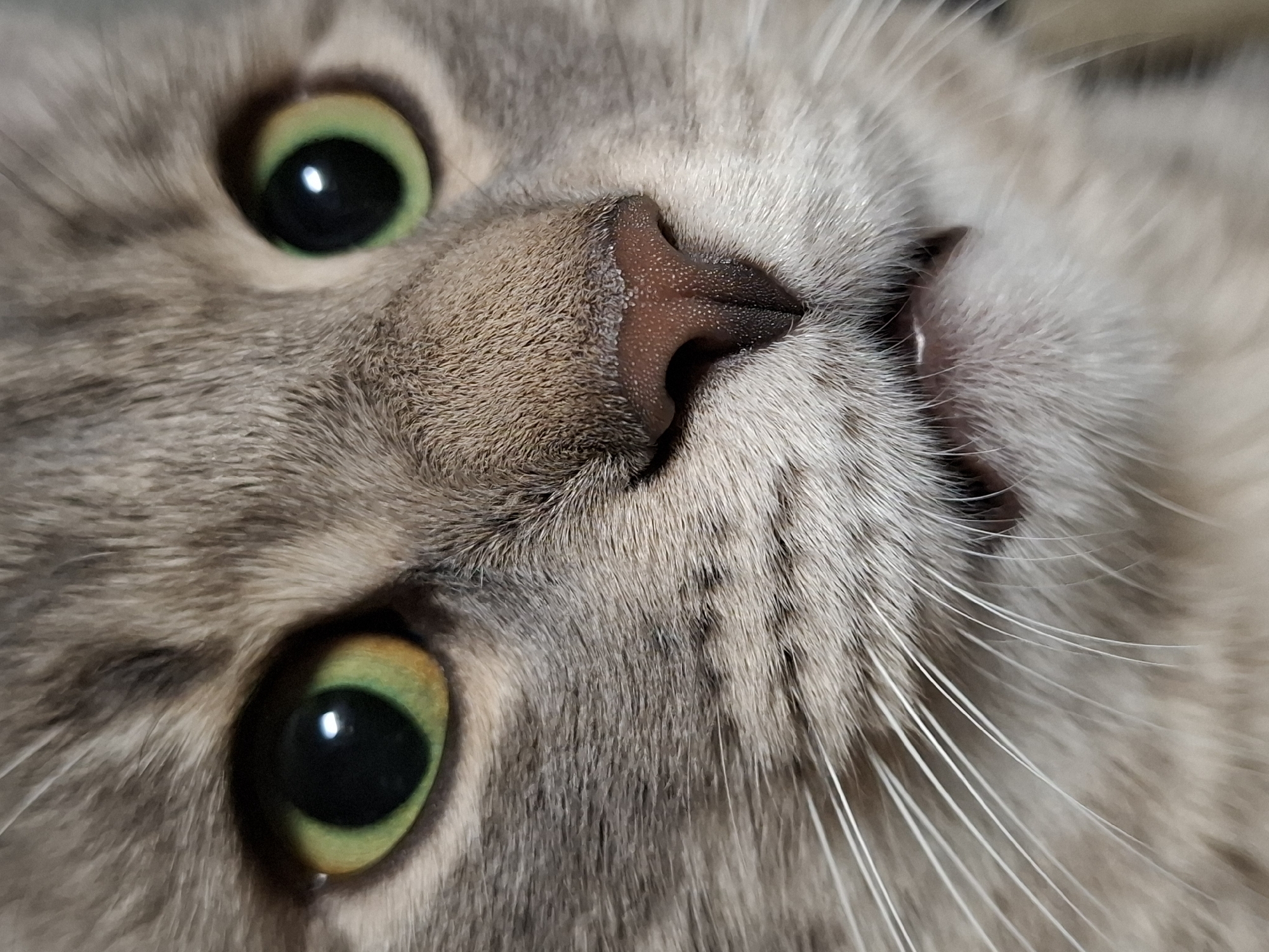 A close-up photograph focuses on the face of a gray tabby cat, featuring its green eyes, pink nose, and white whiskers. The cat's face is slightly tilted to the side, creating an unusual perspective. The fur is visible in detail. The photograph provides no visual evidence that confirms it was taken in Novi Sad, Serbia. There are no people visible in the image.
