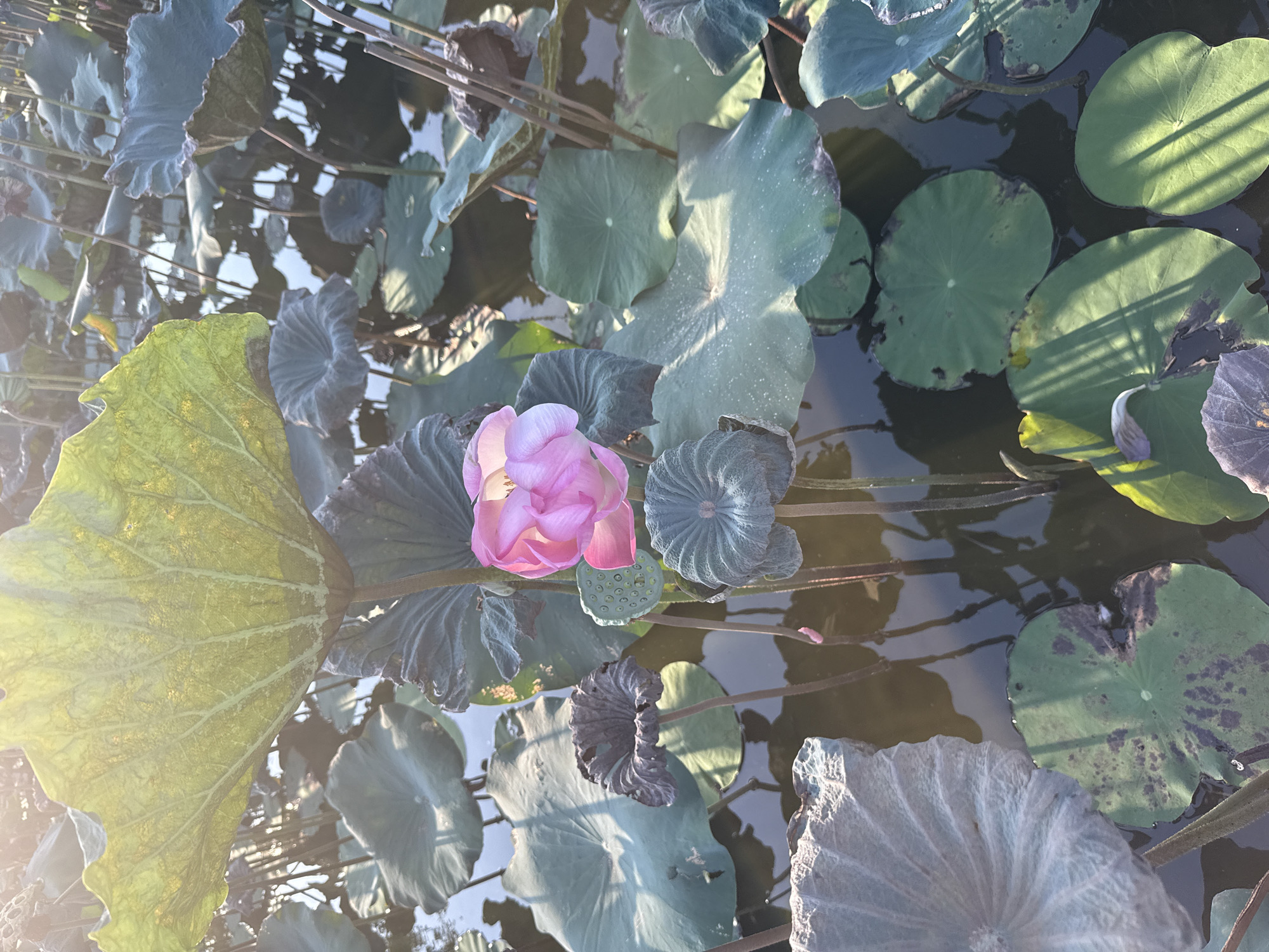 In the city of Nam Nha Trang Ward, Vietnam, a body of water is covered with numerous lotus plants. The image focuses on a single pink lotus flower in bloom, its petals delicately unfurling. The flower is surrounded by its characteristic large, round leaves, some of which are submerged in the water while others float on the surface. The sunlight casts a warm glow, highlighting the texture of the leaves and the vibrant color of the lotus. The water reflects the sky and the surrounding vegetation, creating a serene and natural scene.