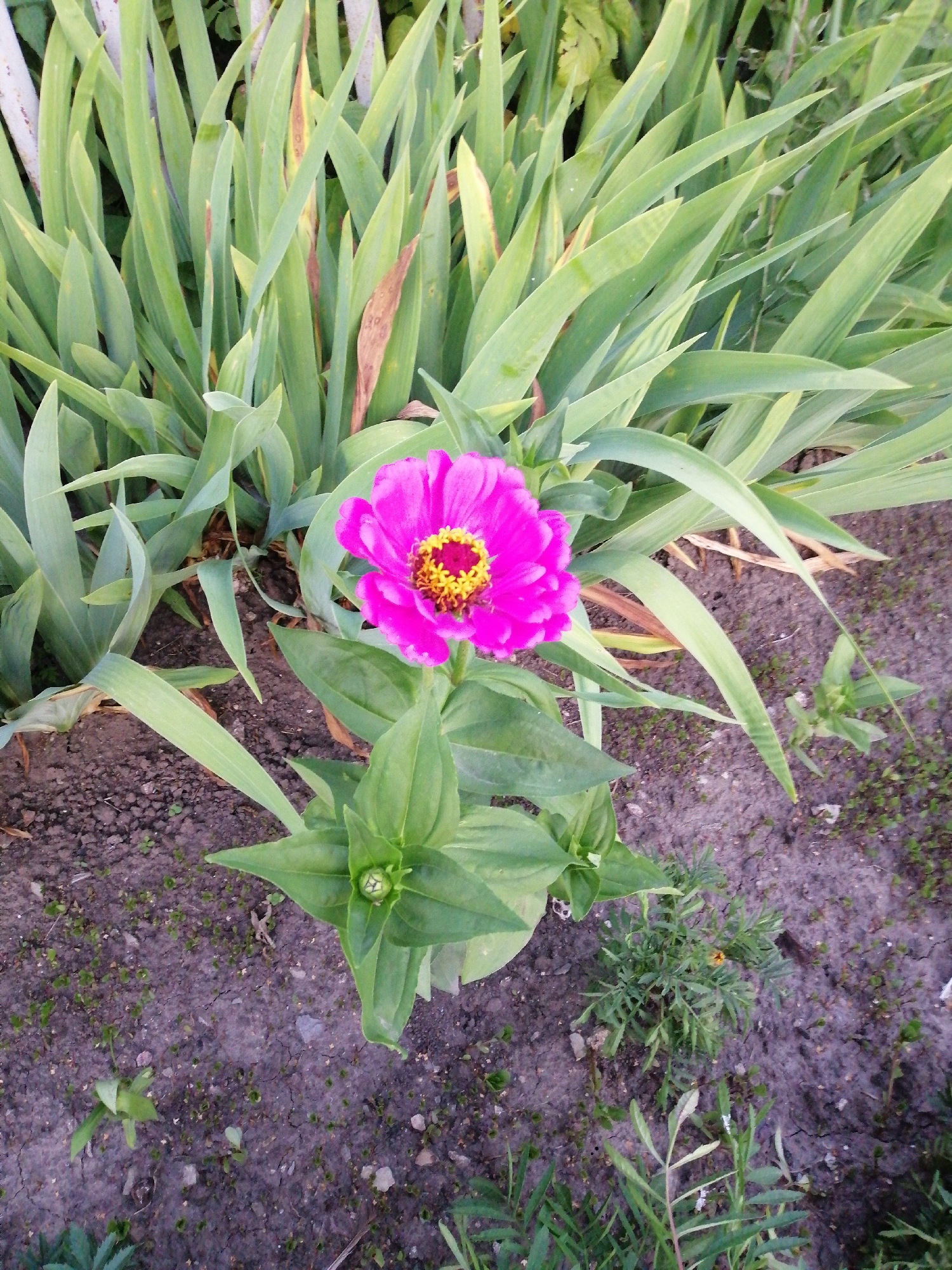 A single, vibrant pink zinnia flower with a yellow and red center blooms in a garden in Lanivtsi, Ukraine. The zinnia is positioned in the center-right of the frame, with its petals slightly curled and its flower head facing upwards. It is surrounded by tall, green, blade-like foliage, possibly iris leaves, which create a dense backdrop. The ground beneath the plants is dark, loamy soil, with some small green shoots and dry brown debris scattered throughout. The lighting suggests it is daytime, with soft light illuminating the scene.