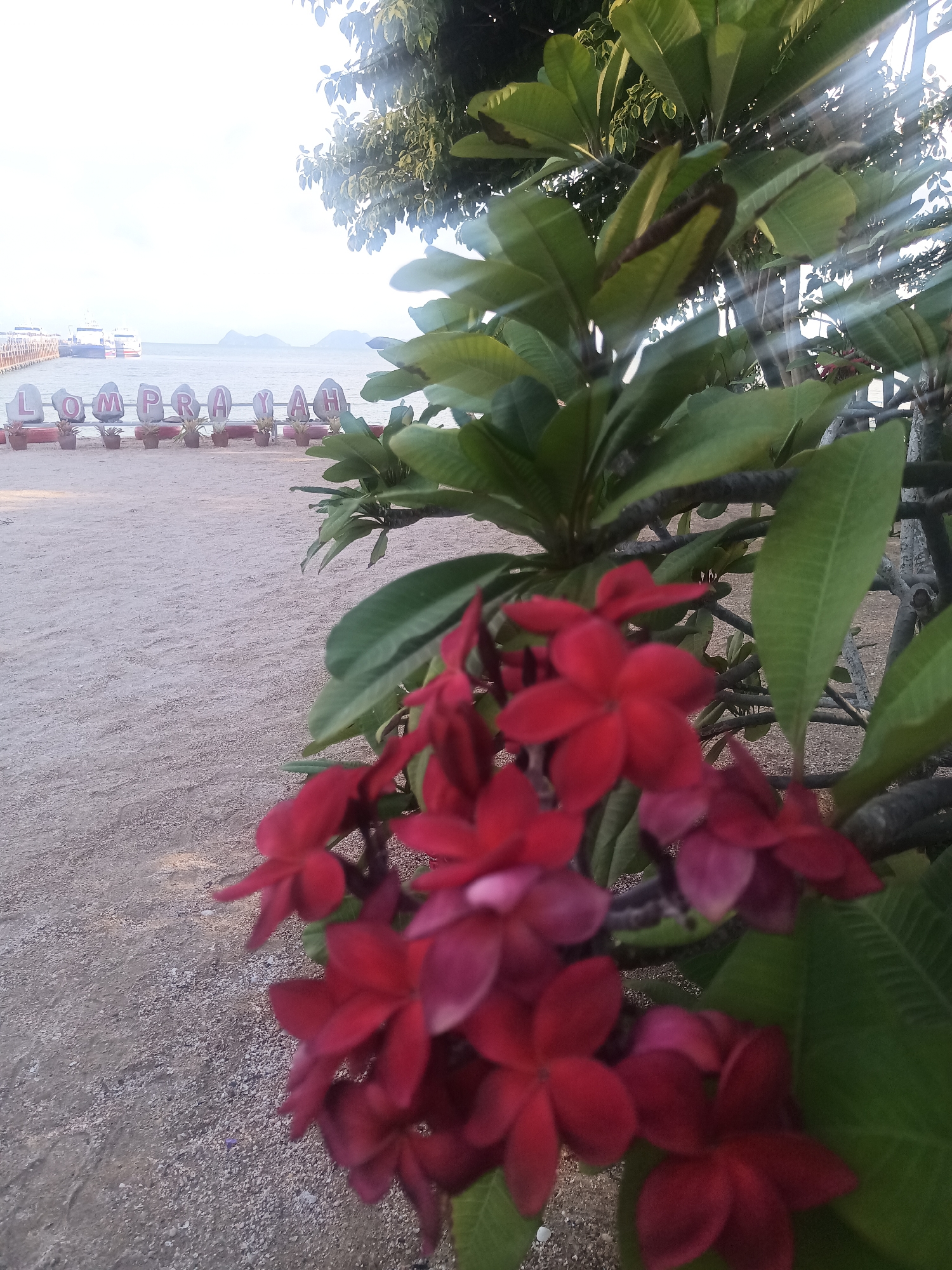The image depicts a beach in Tambon Hat Sai Ri, Thailand, with a close-up of red plumeria flowers in the foreground. The background shows a sandy beach, a pier, and the word "LOMPRAYAH" spelled out in large letters on individual platforms lined up along the beach. There are boats visible near the pier, suggesting maritime activity. The sunlight is filtered through the leaves of a tree, creating a bright effect. The scene captures a coastal setting with floral foreground detail.