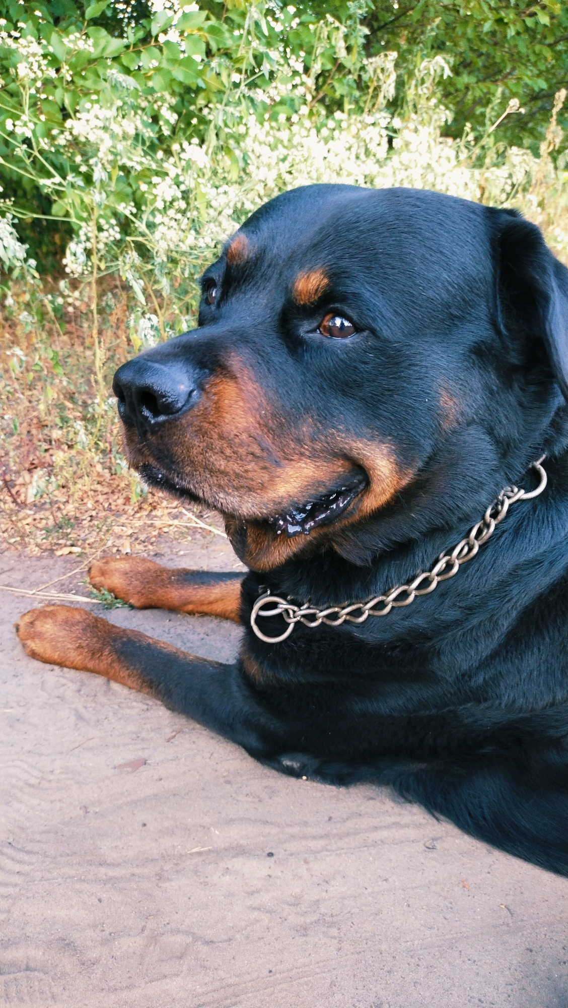A Rottweiler dog with a gold chain collar lies on sandy ground with a blurred background of green foliage and white flowers, suggesting an outdoor setting. The dog's head is turned to the left, and its mouth is slightly open, with its tongue visible. The dog's fur is black with distinctive tan markings on its face, chest, and paws. The sand shows subtle patterns, possibly from footprints or wind. The foliage in the background is dense and out of focus, indicating a shallow depth of field. The lighting suggests a bright, possibly sunny day. The location is not specified in the image.