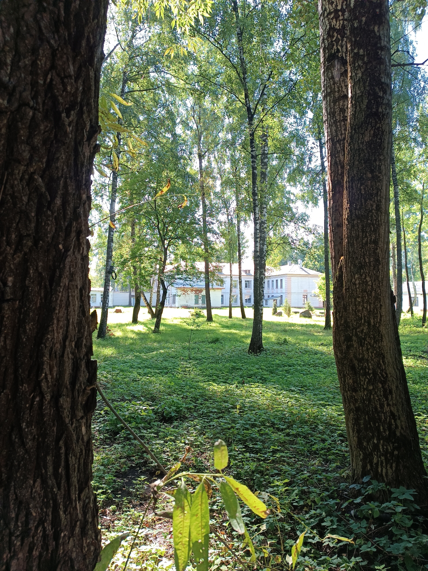 This image depicts a view through trees towards a white building in Bykovo, Russia. In the foreground, the dark, textured bark of a large tree trunk is visible on the left and right edges of the frame, with a smaller, leafy branch in the lower foreground. The midground features a lush green lawn dotted with smaller trees and saplings, bathed in dappled sunlight. In the background, a two-story white building with a light-colored roof and numerous windows stands amidst the trees. The building appears to be an institutional structure, possibly a school or administrative complex. The overall scene suggests a park-like setting on a clear day, with the building nestled within a wooded environment.