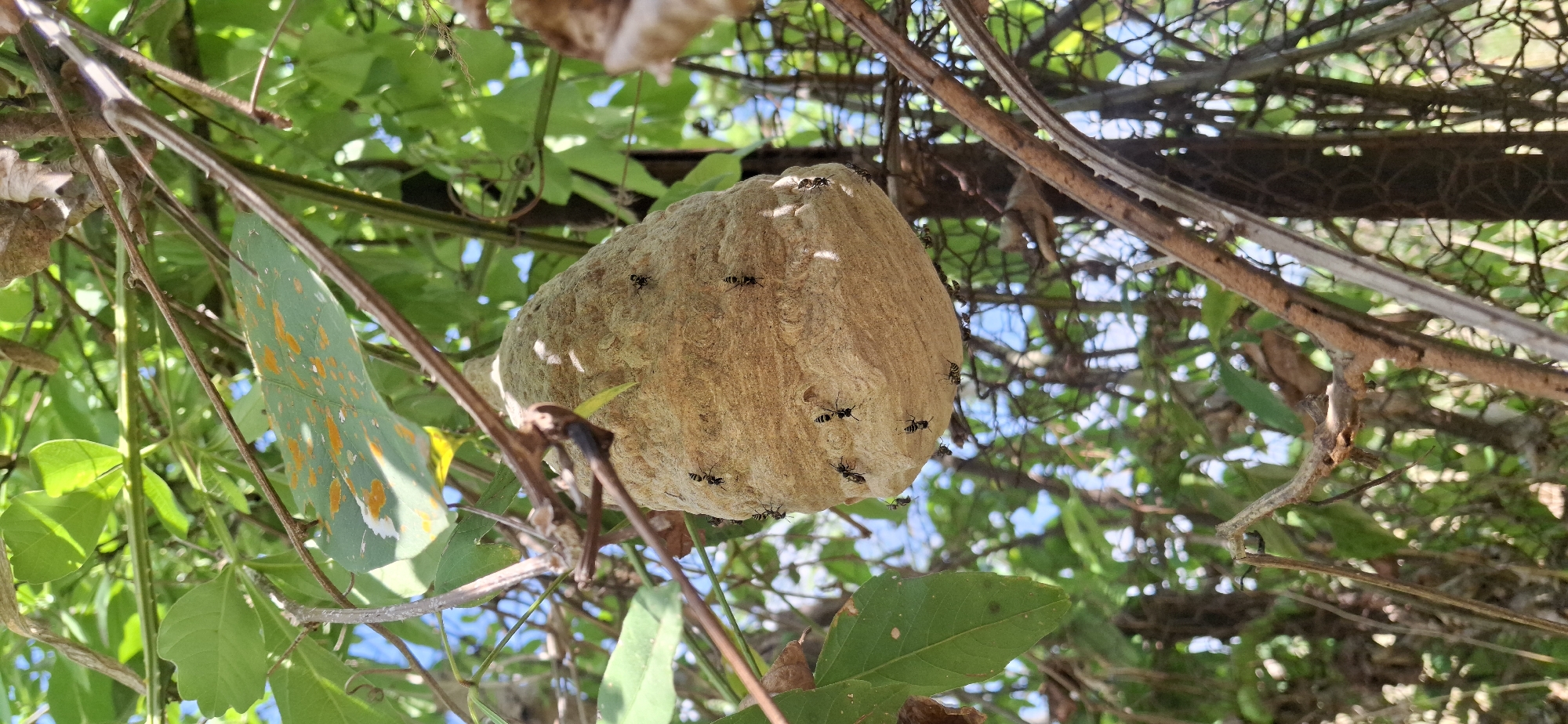 An aerial wasp nest is visible, seemingly suspended among branches and foliage, possibly within Vallecito, Venezuela. The nest is a tan-colored, roughly oval structure, with numerous wasps visibly attached to its exterior surface. The surrounding vegetation includes various shades of green leaves and woody branches. Faintly visible in the background are glimpses of the sky.