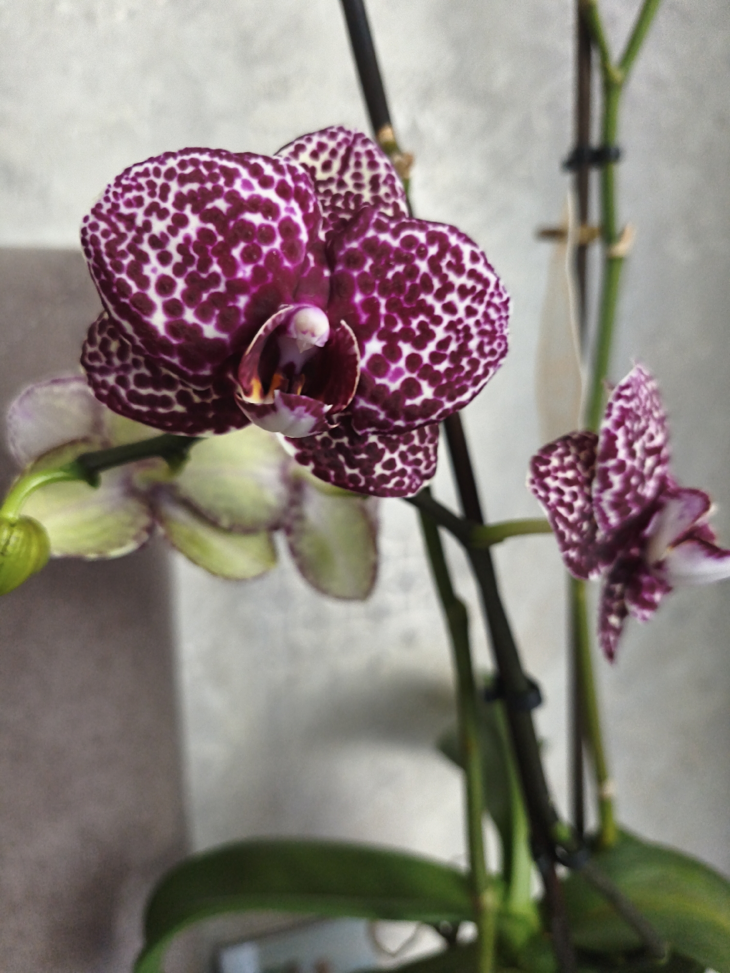 A close-up, shallow depth of field shot shows a potted moth orchid plant with multiple flowers. The primary focus is on a large, deep purple orchid bloom with white speckles, positioned in the upper left of the frame. Its petals are broad and rounded, with a delicate white and pink center. Below this bloom, a lighter green orchid bud is visible on a thin stem. To the right, another, smaller purple and white spotted orchid bloom is partially visible. The plant has thick, dark green stems, one of which is supported by a thin, brown stake with a black plastic clip. The background is softly blurred, showing a textured, light grey wall. The scene is indoors, in an unknown urban location.