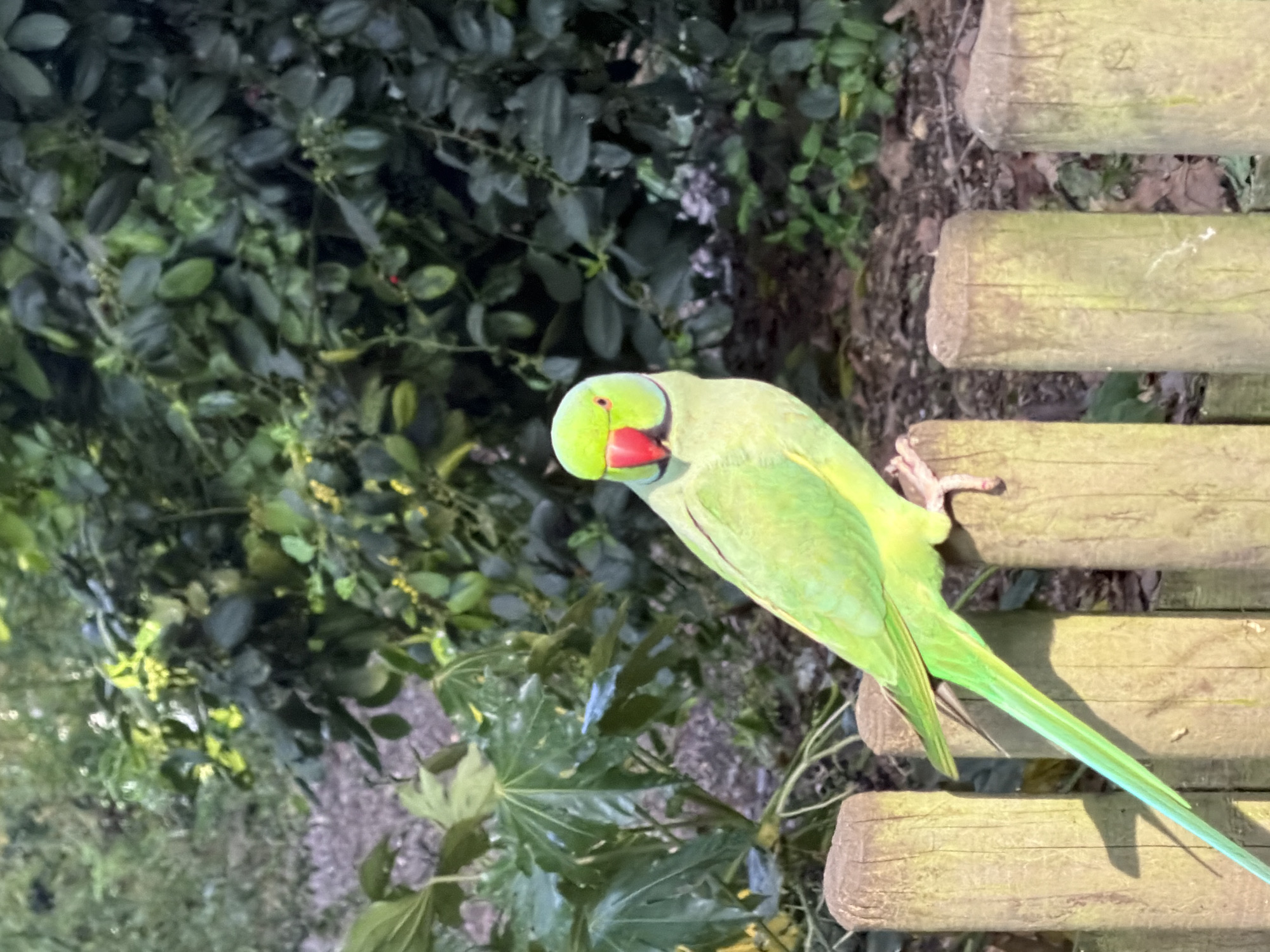 A green ring-necked parakeet perches on a weathered wooden bench. The bird has a red beak and a ring on its neck, as well as a long tail. It is located in London, United Kingdom, as this species is common. Lush green foliage is visible in the background.