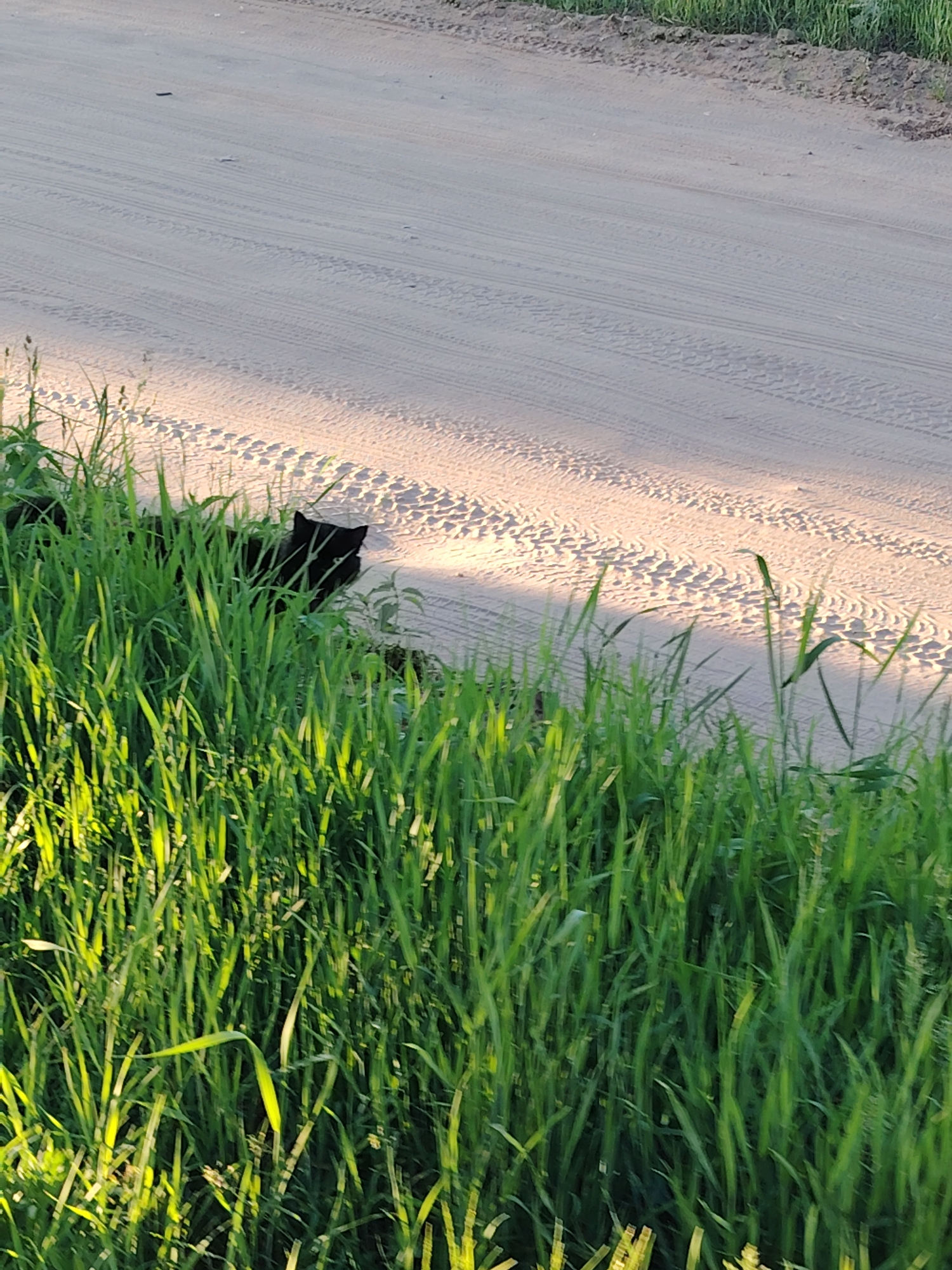 This outdoor image, taken in Chaikovsky, Russia, depicts a black cat partially hidden in tall, vibrant green grass beside a dirt road. The scene is illuminated by warm, directional sunlight, suggesting either early morning or late afternoon.
In the foreground and along the left side, dense, lush green grass dominates, with individual blades highlighted by the sun's golden glow. Partially concealed within this foliage, a black cat's head and a portion of its body are visible. The cat appears to be looking towards the right or directly at the viewer, its eyes discernible against its dark fur, conveying a watchful or curious demeanor.
The upper right section of the image is occupied by a light-colored dirt or gravel road. This road is extensively marked with numerous parallel tire tracks, indicating frequent vehicle use. The sunlight also casts a warm tone on the road's surface, emphasizing its texture. The boundary between the tall grass and the road is uneven. No people or visible text are present. The overall setting is serene and natural, likely a rural or semi-rural landscape under clear, sunny weather.
