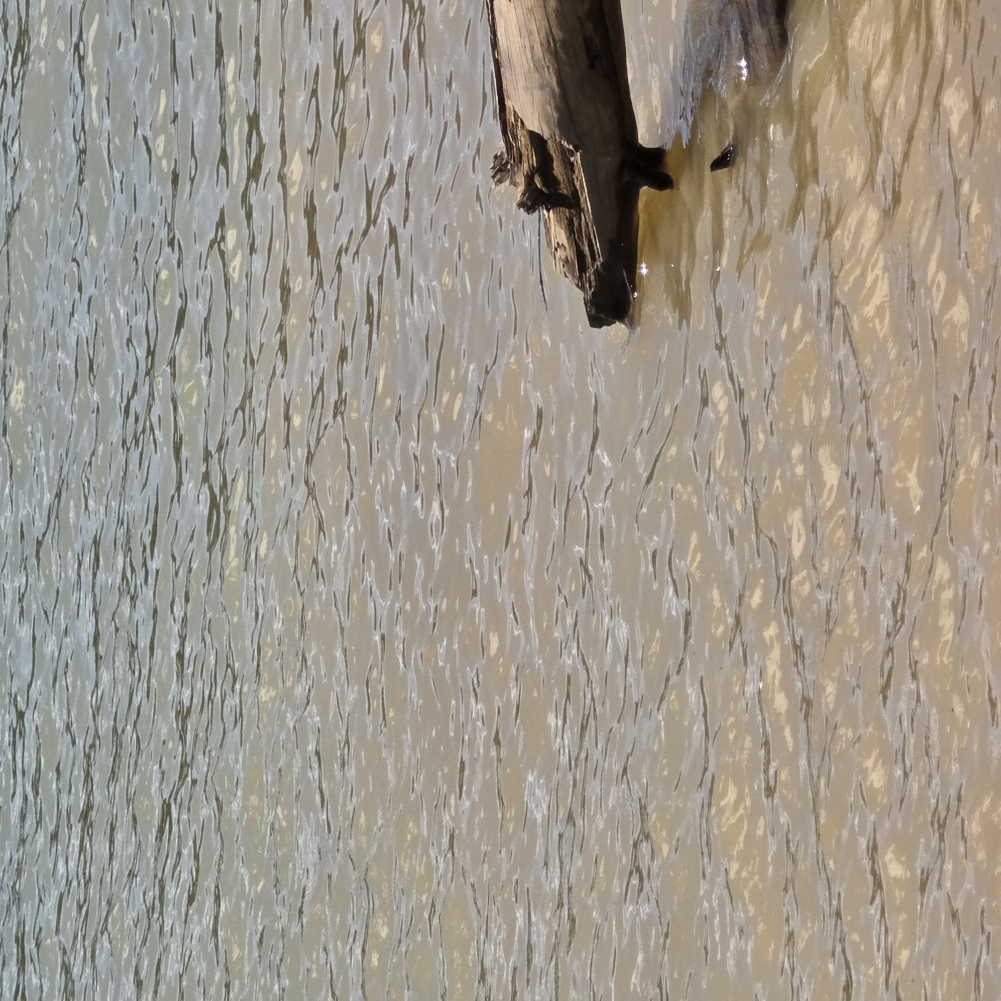 A close-up, eye-level shot shows a log partially submerged in the murky, rippling water of the Cherry Grove Reservoir in Cherry Grove, United States. The water is a dull brown color, with sunlight glinting off its surface in scattered patches. The log is weathered and appears to be made of rough wood, with some bark still attached in places. Its end is broken and jagged, and it is positioned horizontally across the frame, extending from the right side towards the left. The log is partially submerged, with some portions visible above the water and others beneath the surface. The background consists entirely of the water, with no other objects or land features visible. The image appears to be taken during daylight hours, with the lighting creating a dappled effect on the water's surface. There are no people or animals visible in the frame.