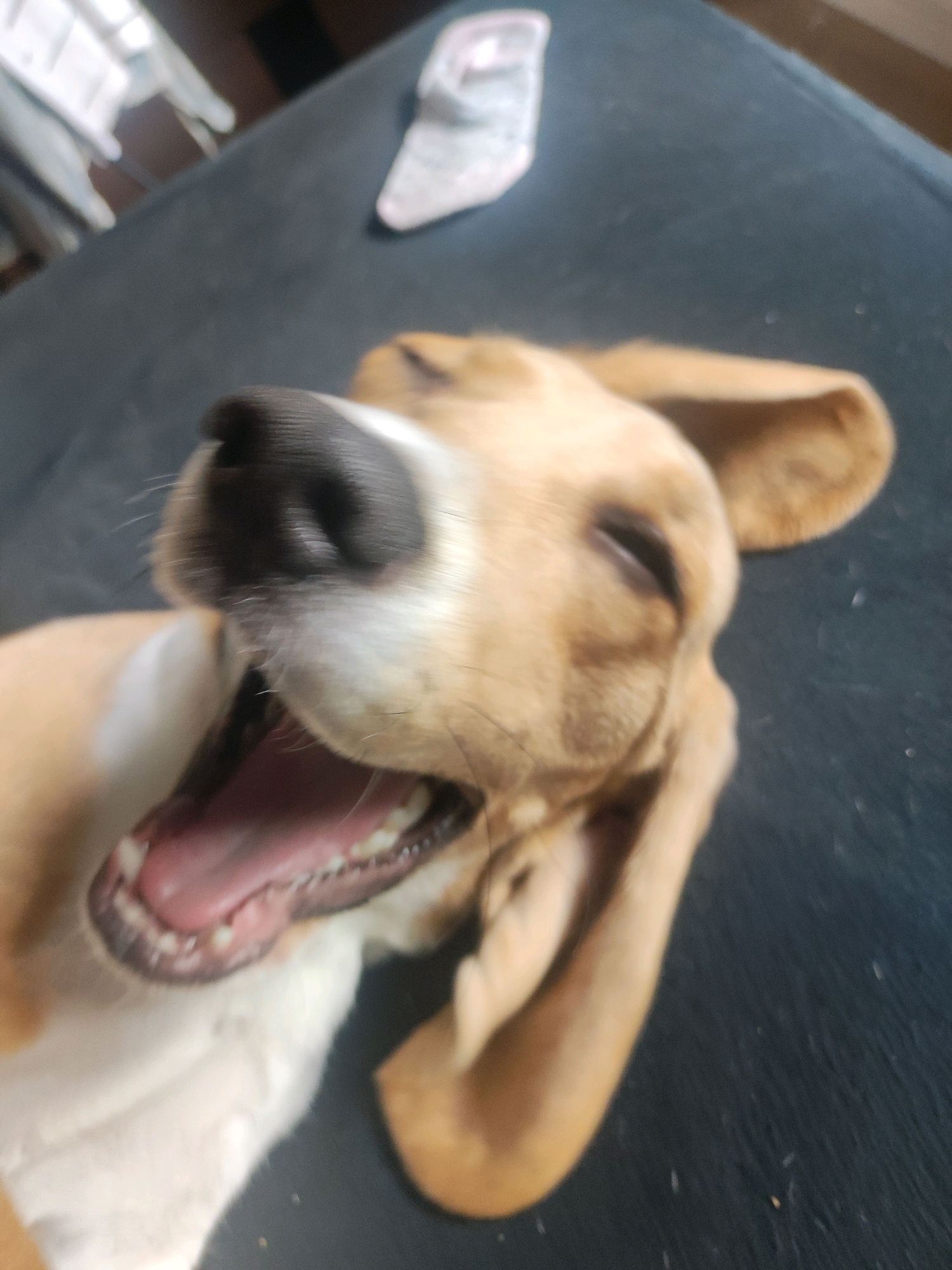 A close-up, slightly angled shot shows a light brown and white dog, possibly a beagle, lying on its back with its mouth open wide in a yawn. The dog's eyes are closed, and its long ears are floppy. The background is blurred, but appears to be a dark surface, possibly a couch or rug, with some indistinct objects in the upper left corner. The image is taken indoors. There is no visible connection to the city of Fürth, Germany.