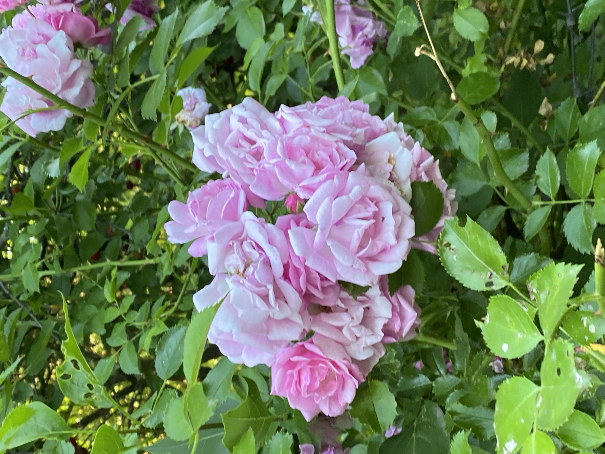 A close-up, eye-level medium shot captures a cluster of light pink roses in full bloom, nestled amongst lush green foliage. The roses are the dominant subject, their delicate petals layered and soft, with some flowers opening fully and others still in bud. Their color ranges from a pale blush to a deeper pink, with some petals appearing almost white. The leaves are a vibrant green, with some showing signs of damage, such as holes and white spots. The stems are a darker green, with thorns visible. The background is a blur of more green leaves and some darker shadows, suggesting a natural setting. The lighting appears to be natural daylight, casting a soft glow on the flowers. There is no visible text in the image. The overall impression is one of natural beauty and the vibrant life of a garden.