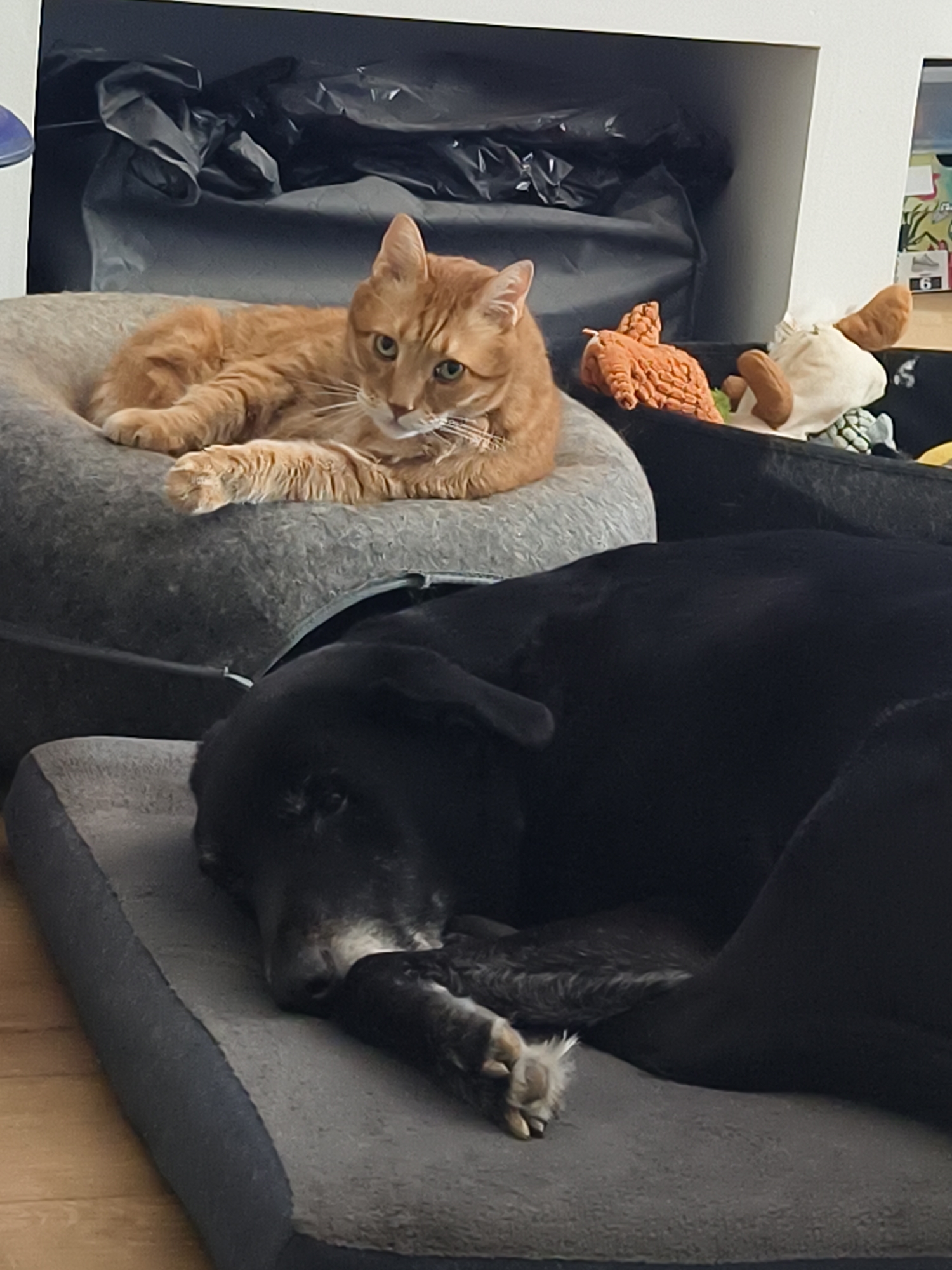 A domestic scene features an orange tabby cat resting on a gray, circular pet bed. The cat is positioned on the upper left of the frame, and appears to be gazing forward. Beside it is a black storage container that has several dog toys. A black dog is curled up on a large gray dog bed in the lower portion of the image. The dog is resting. The room's location is unknown, nor is there any indication it is located in Petah Tikva, Israel.