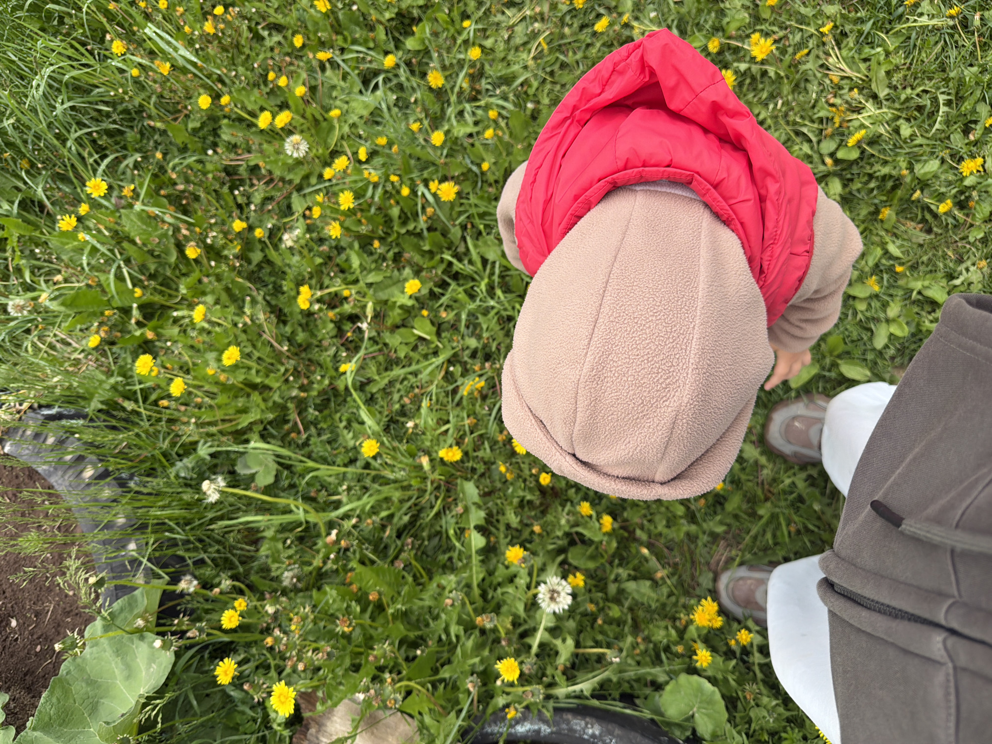 This overhead image, taken in Marakushi, Russia, captures a close-up view of a child and an adult standing in a vibrant green, grassy area abundant with dandelions. The perspective is directly downwards, focusing on the ground and the upper parts of the subjects.

In the center-left of the frame, a small child is seen from above, facing downwards, possibly looking at the flowers or ground. The child is wearing a beige fleece hooded top, with the hood up, and a bright red puffy vest over it.

To the right, the feet and lower legs of an adult are visible. The adult wears dark-colored pants, featuring a zipper detail on the right leg, white socks or inner footwear, and brown and beige athletic shoes. The adult appears to be standing near the child, also looking downwards.

The ground is thickly covered with lush green grass and various broad-leafed plants. Numerous dandelions in full yellow bloom are scattered throughout the grass, alongside a few white, seed-head dandelions. Patches of dark soil are visible in the lower left, where a dark, possibly plastic, hose or pipe lies partially exposed. The bright, even lighting suggests it is daytime. The scene evokes a peaceful outdoor moment, perhaps during springtime or early summer, with the child exploring the natural surroundings. No visible text is present in the image.