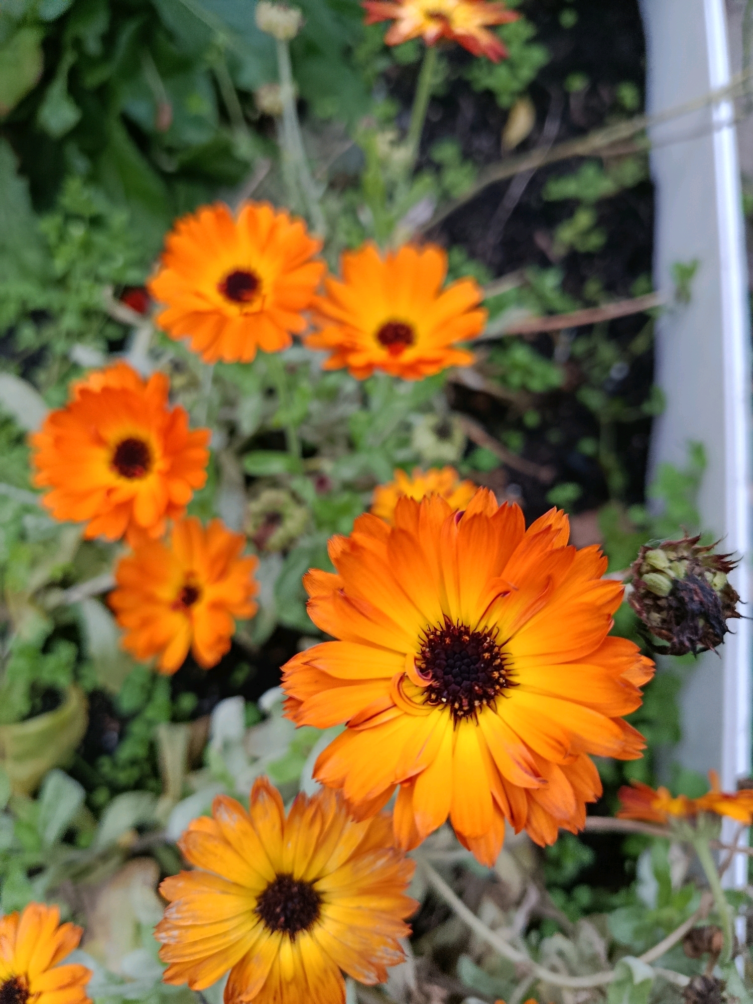 This is a close-up, vertical shot of several orange calendula flowers with dark centers, likely in a garden. The flowers are in various stages of bloom, with some fully open and others partially closed or in the process of wilting. The background consists of green foliage and dark soil. The image appears to be taken outdoors, possibly in a garden or planter box, with a blurry white vertical object visible on the right side, which could be a fence or a planter edge. There are no people or animals present in the image. The lighting suggests it is daytime. The image does not provide specific information that can definitively place it in Vareya, Russia.