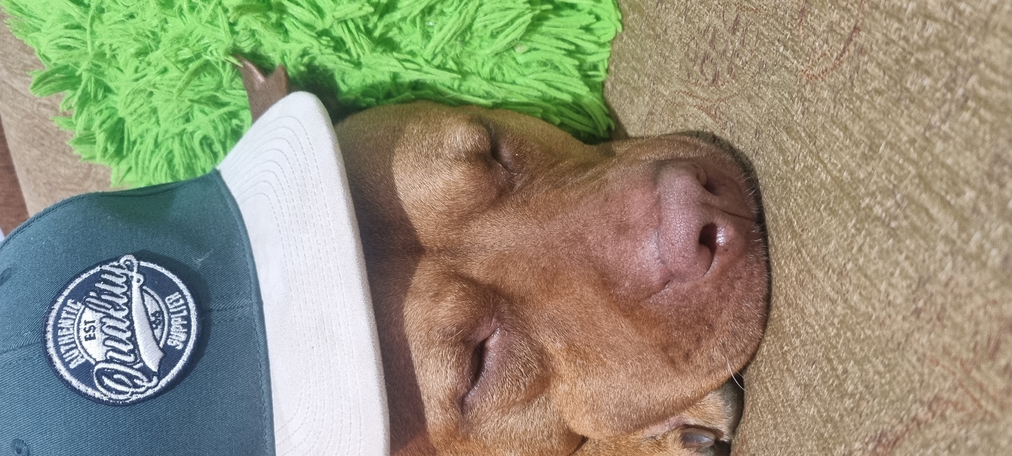 A close-up, horizontal shot features a sleeping, brown-furred dog wearing a dark green and white baseball cap. The dog's face is turned toward the camera, revealing its closed eyes and large, pink nose. The cap has a circular logo on its front that reads "Authentic Quality Supplier." The dog is resting on a tan-colored surface. Behind the dog's head is a fluffy, lime-green rug. There is no information available in the image to indicate the location of the subject is in Sofia, Bulgaria.