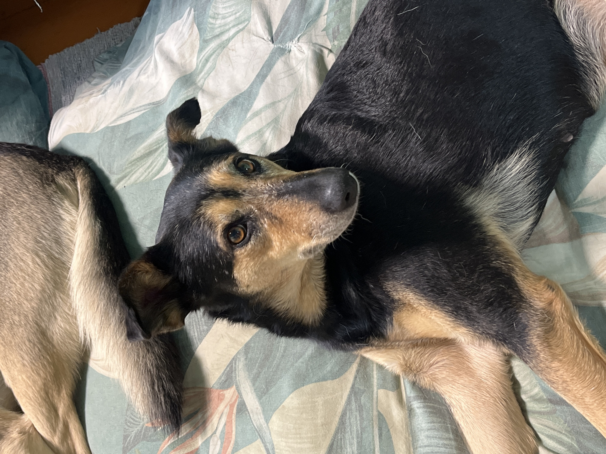A close-up, eye-level shot shows a medium-sized dog with black and tan fur lying on a patterned comforter. The dog is facing to the right of the frame, with its head turned slightly towards the camera. Its eyes are open and looking forward. Part of another dog's tan furred hindquarters and tail is visible in the upper left quadrant of the image, with its tail partially obscuring the foreground dog's head. The comforter has a repeating pattern of stylized green leaves. The background is blurred, suggesting a domestic setting. No specific location in Nizhny Tagil, Russia is discernible.