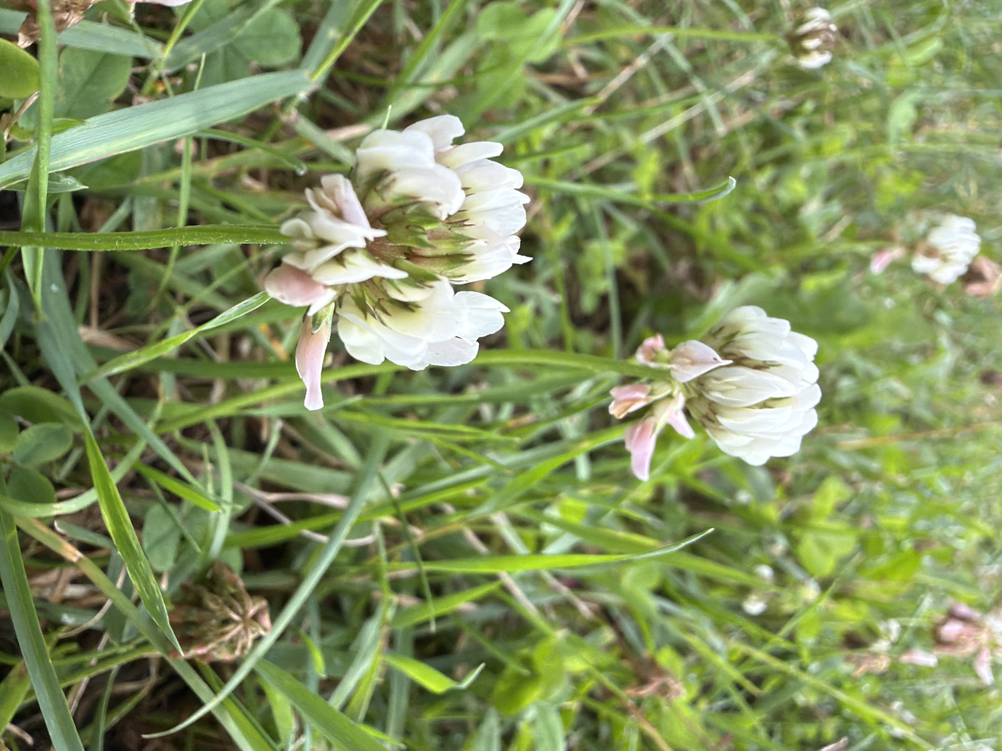 In Ulbroka, Latvia, a close-up shot captures a cluster of white clover flowers nestled amongst lush green grass and foliage. The foreground is dominated by a prominent white clover bloom with delicate pink tips, its intricate petals and green sepals clearly visible against the blurred background of more clover heads and grass. Some clover heads appear faded or partially dried, suggesting a natural progression of the plant's life cycle. The overall environment is that of a grassy area, likely a park, meadow, or garden, characterized by the vibrant green hues of the vegetation. The lighting suggests it is daytime, with soft light illuminating the scene.