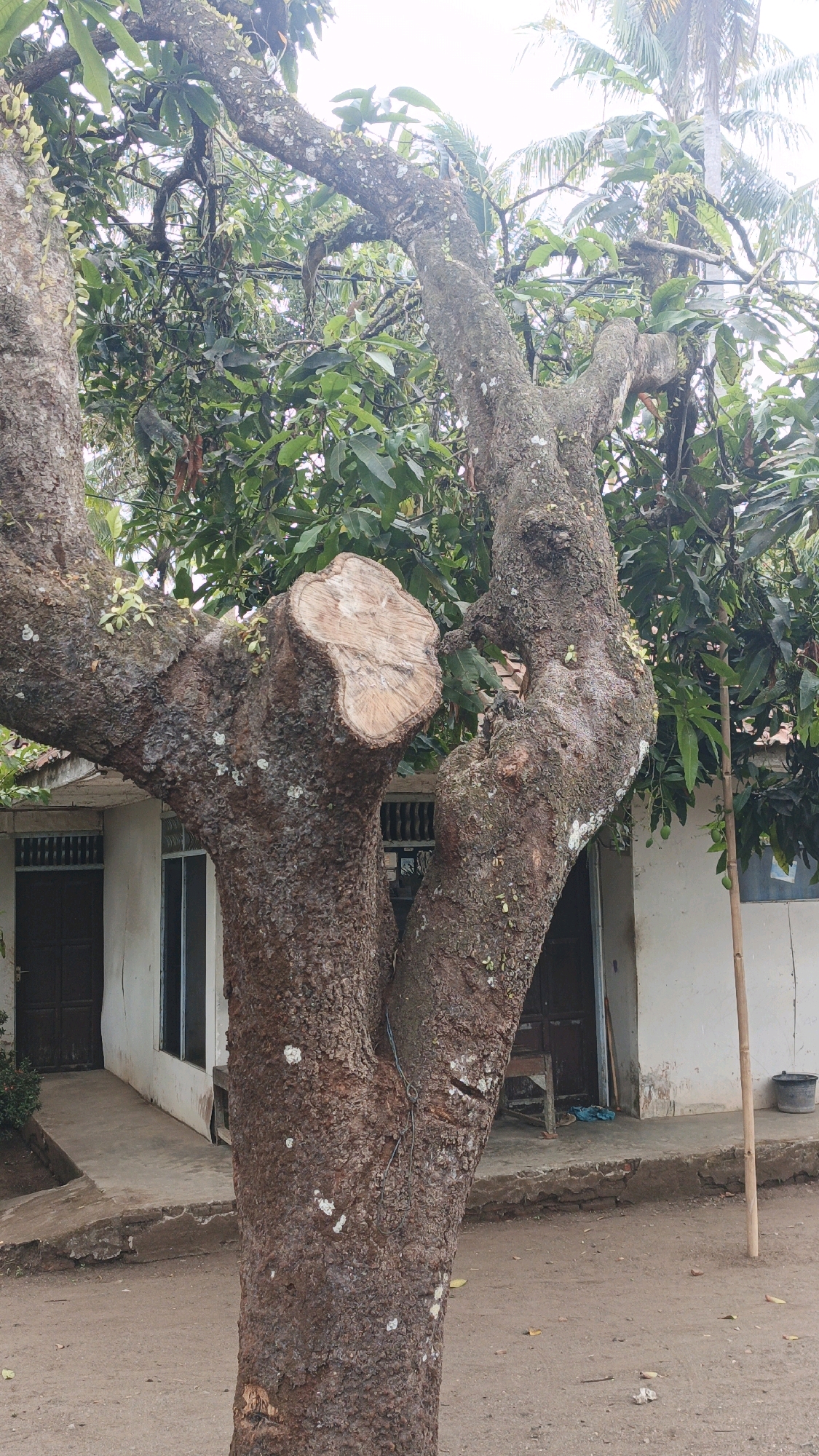 In Cibenda, Indonesia, a large, thick-trunked tree with rough, brown bark dominates the foreground of the image. The tree has been pruned, with a distinct, large cut on one of its main branches, revealing the lighter wood underneath. Smaller green shoots are emerging from the tree's branches. Behind the tree, a white building with dark doors and windows is visible. The ground in front of the building and around the tree is dirt. Several green leaves and some dry leaves are scattered on the ground. The sky is overcast and bright.