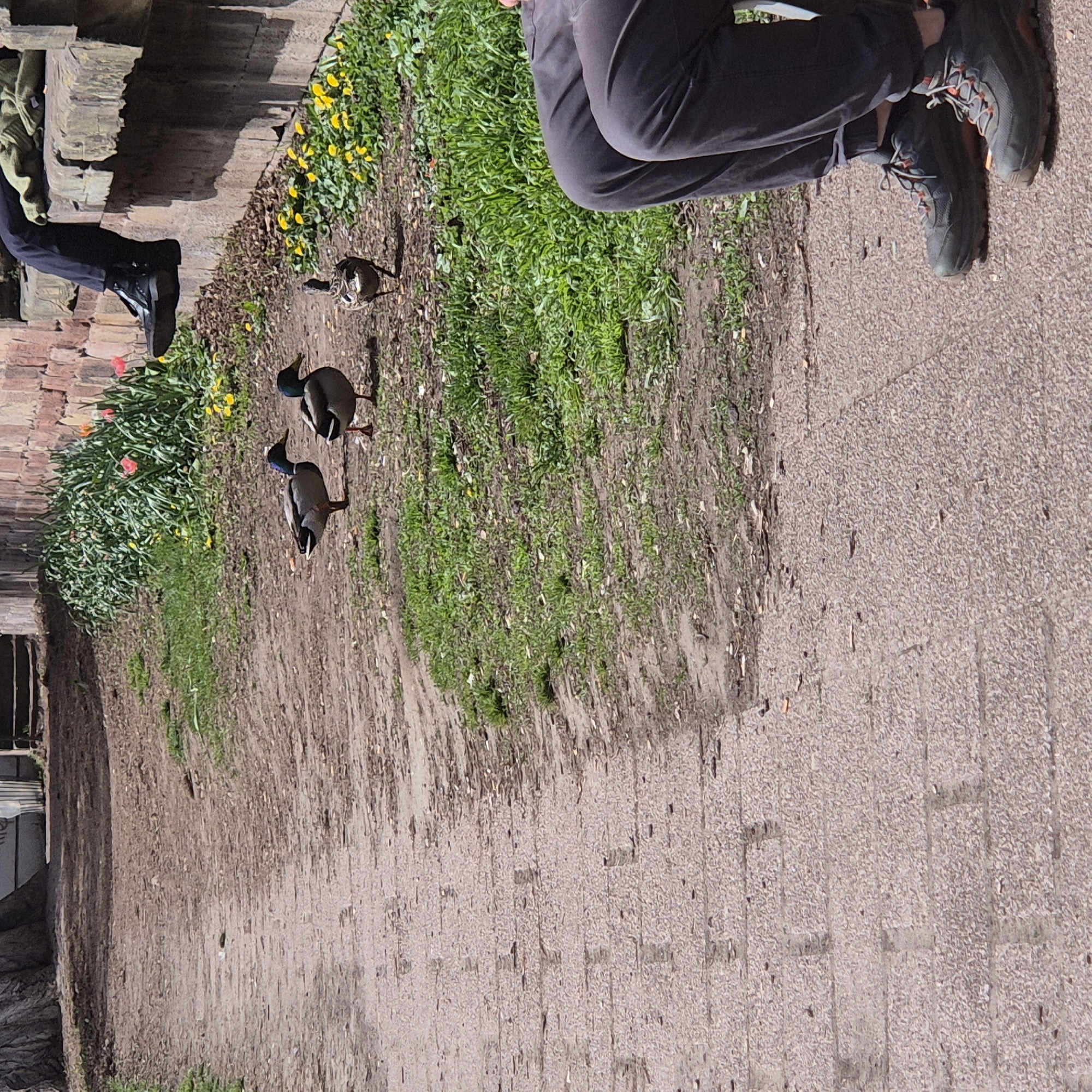 The image depicts a paved walkway beside a grassy area with three ducks. A person is standing on the walkway, wearing dark gray pants and two different colored hiking boots. The walkway and grassy area are lined with a brick wall and flowers. The location is Strasbourg, France.