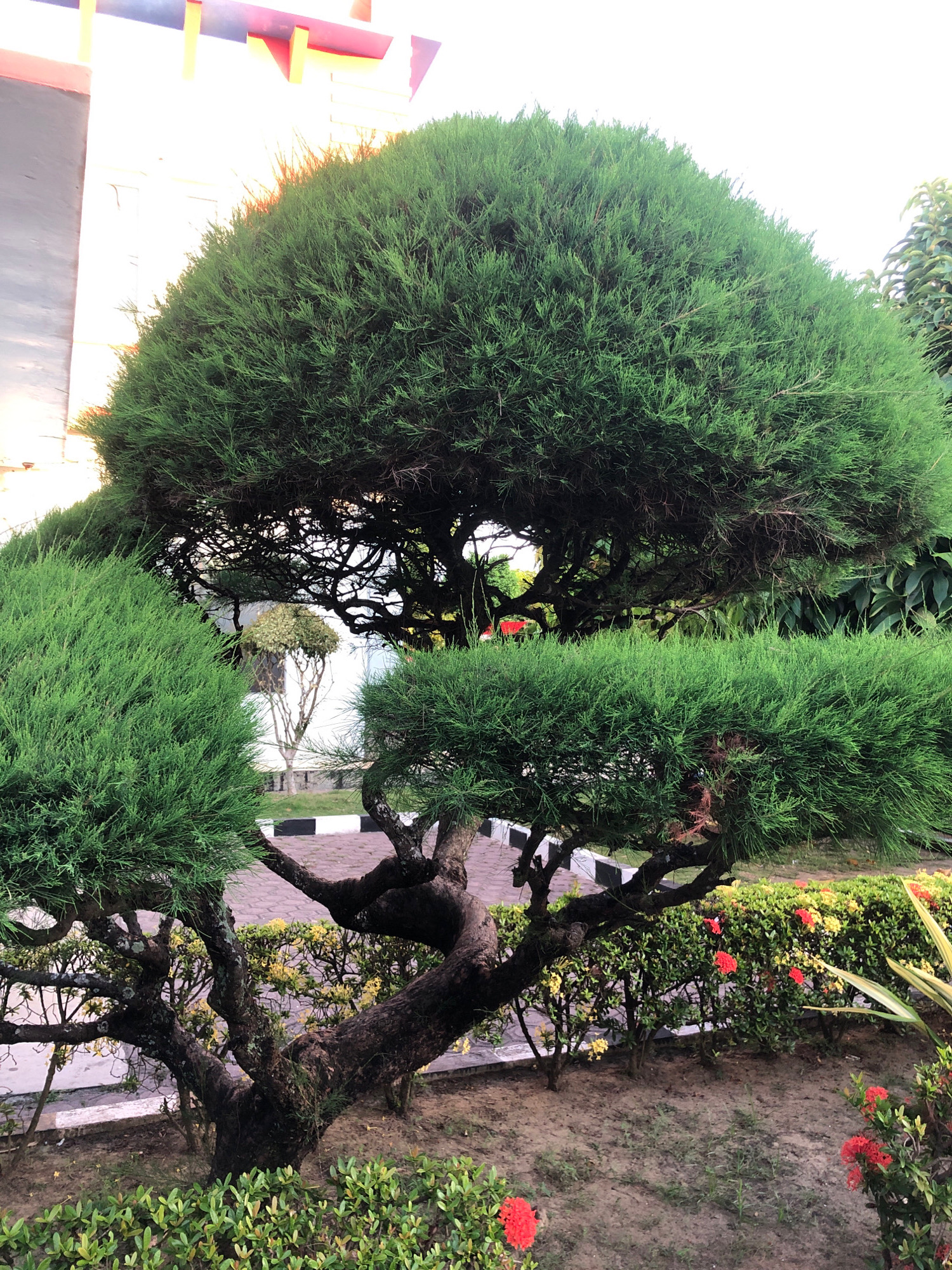 In Lhokseumawe, Indonesia, a meticulously pruned evergreen tree dominates the foreground of the image, its dense foliage sculpted into rounded shapes. The tree exhibits a twisted, dark trunk and branches that spread outwards, appearing aged and textured. Behind this prominent tree, a second, larger evergreen with a more natural, less manicured shape is visible. The background features a building with a colorful, abstract overhang, and a pathway made of brick pavers bordered by a black and white curb. Lush green hedges with clusters of vibrant red and yellow flowers line the pathway. The lighting suggests it is either early morning or late afternoon, with sunlight casting a warm glow on the scene. No people are present in the image.