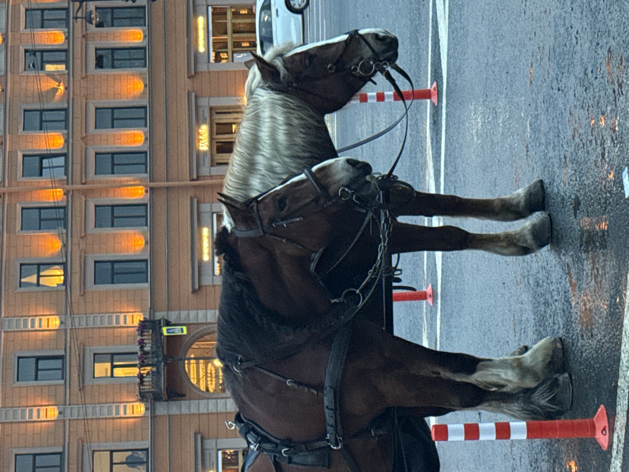 The image shows two horses tethered together on a street in Saint Petersburg, Russia. The horses are equipped with harnesses and bridles. The horse on the left is dark brown, and the horse on the right is lighter brown with a light-colored mane. They are standing on an asphalt street that appears to be wet.
In the background, there is a multi-story building with a light orange facade. The building has multiple windows, some of which are illuminated. Balconies with potted plants are visible on some floors. A street lamp is mounted on the side of the building. Traffic cones with red and white stripes are placed on the street around the horses. A white car is parked on the street to the right of the horses. The overall lighting suggests it is either dusk or an overcast day. The architecture of the building suggests a historic district in Saint Petersburg.